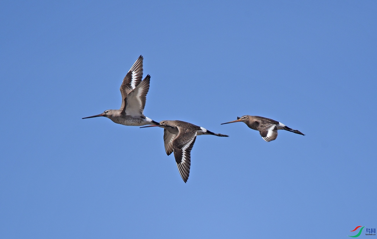 DSC_1024f1.jpg