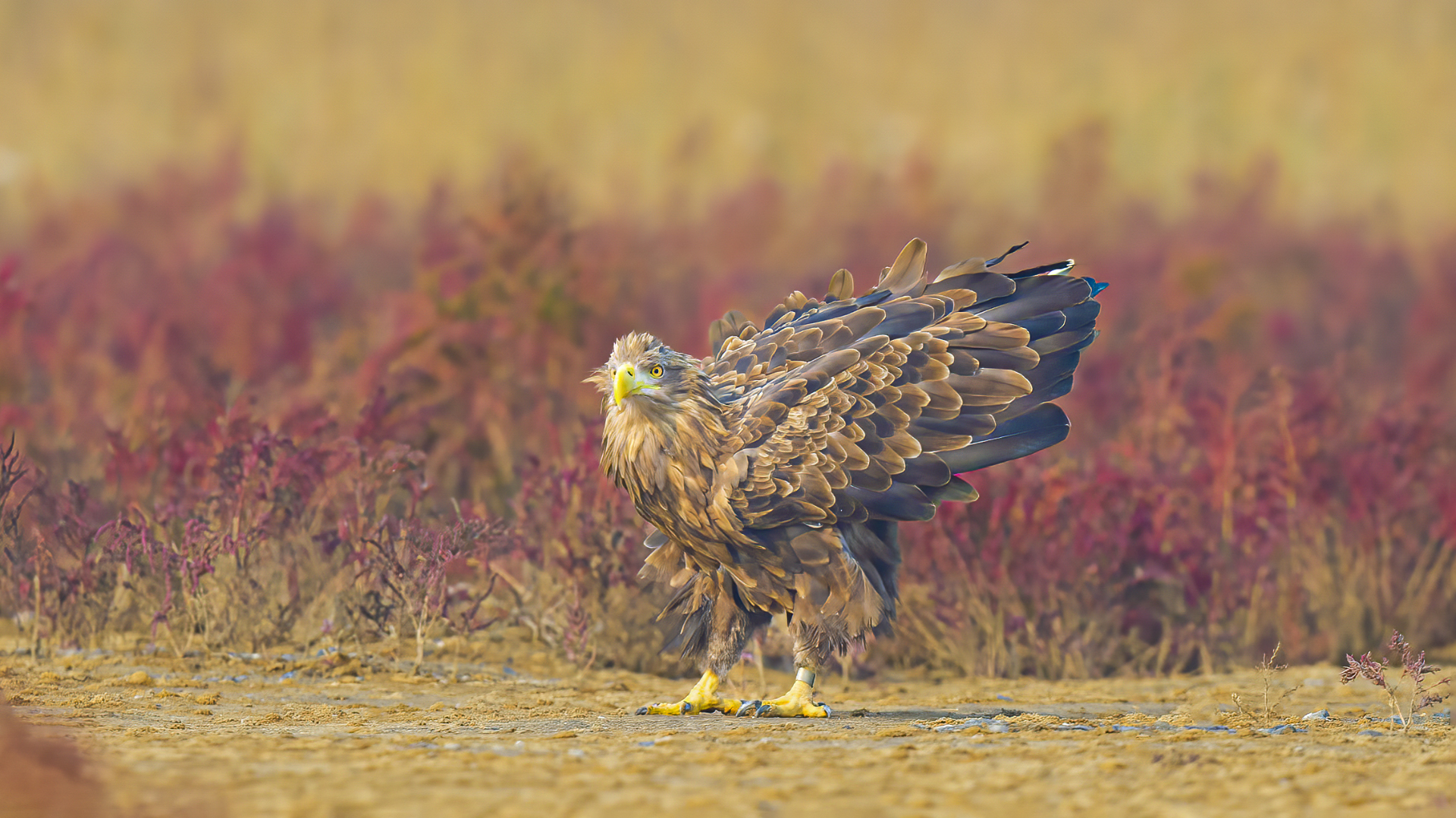 ��β����