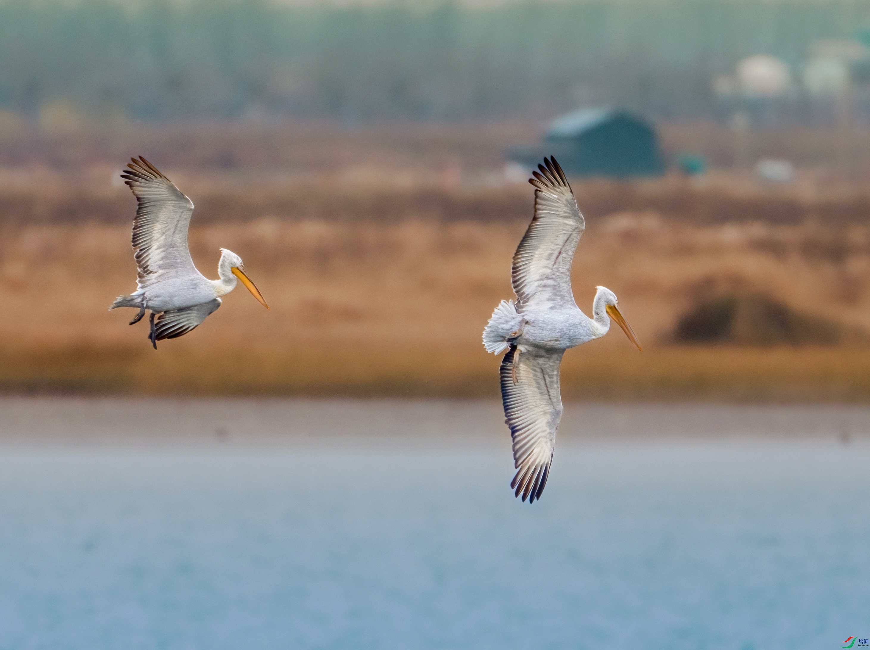 DSC07040q_polarr.jpg