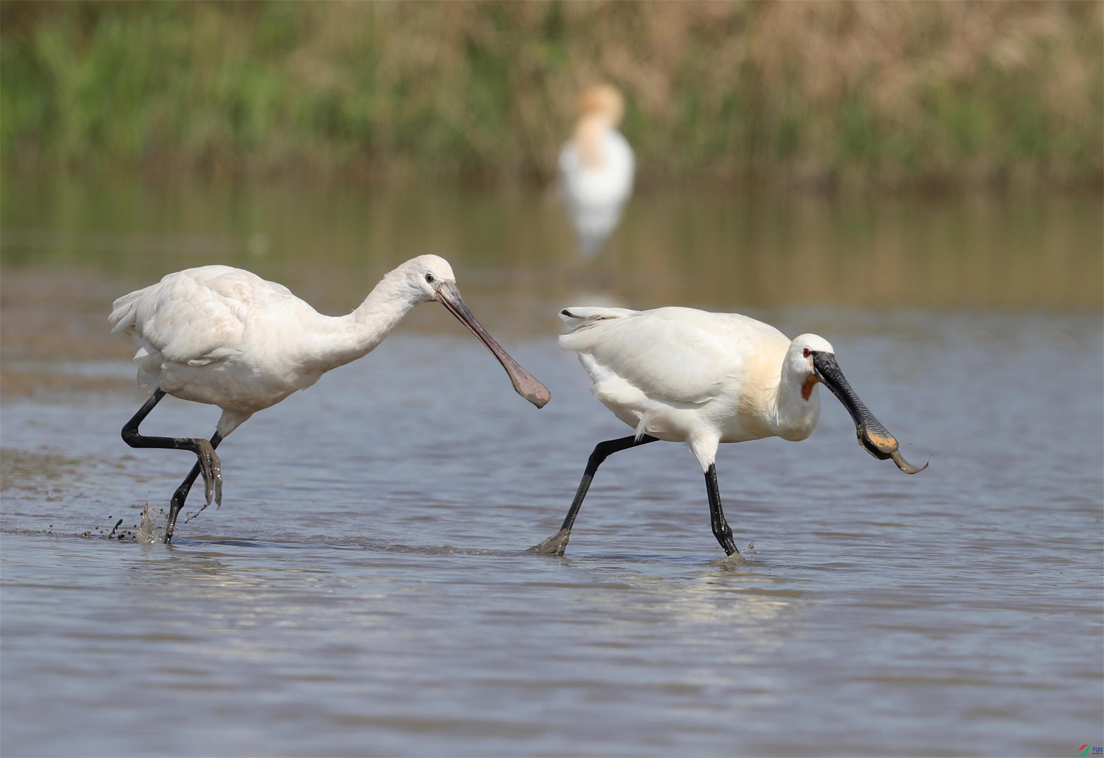 A15I1191 - ����.JPG