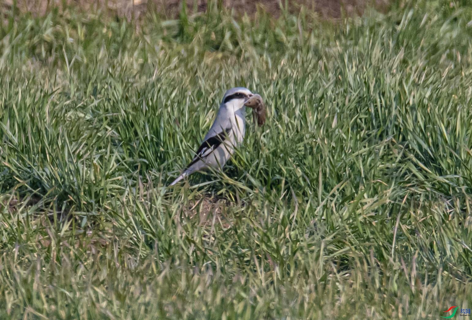 DSC_9199.jpg