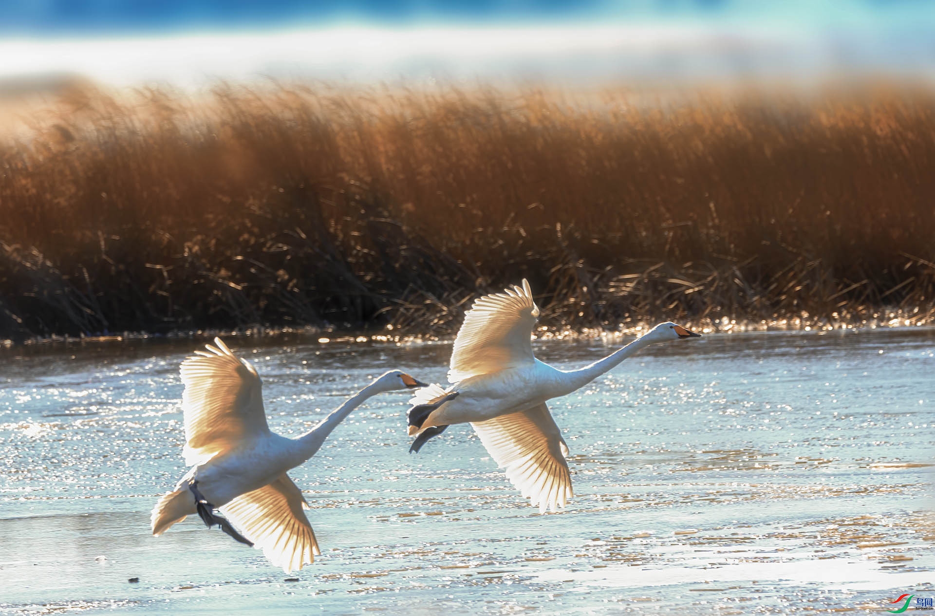 547A3716 ����.jpg