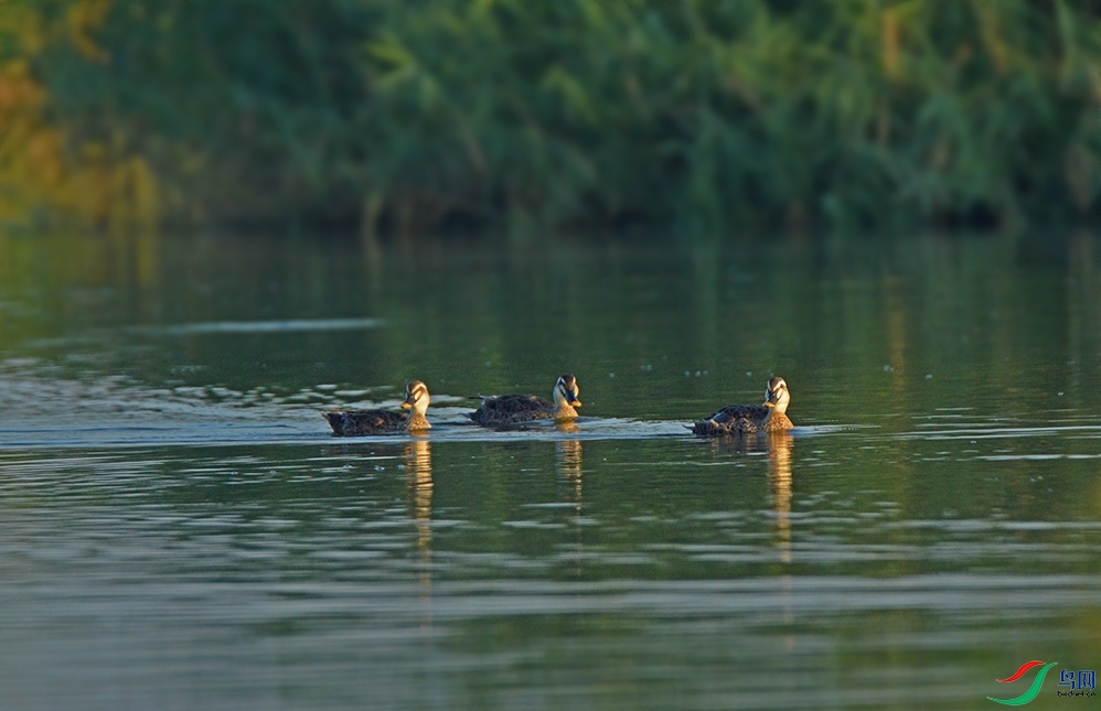DSC_0049.jpg