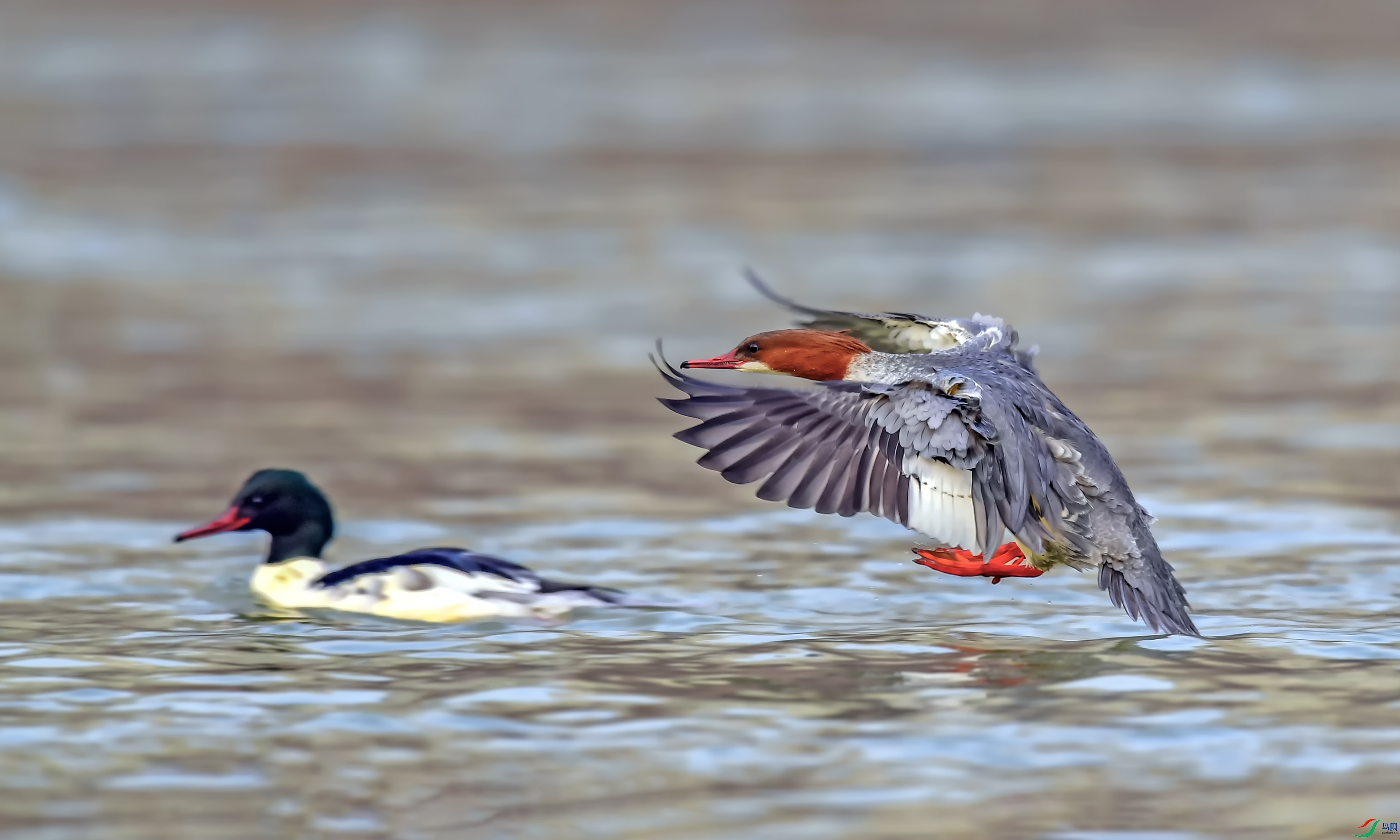 DSC_5279_��ͼ��.jpg
