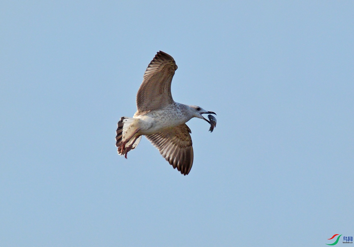 DSC_01042.jpg