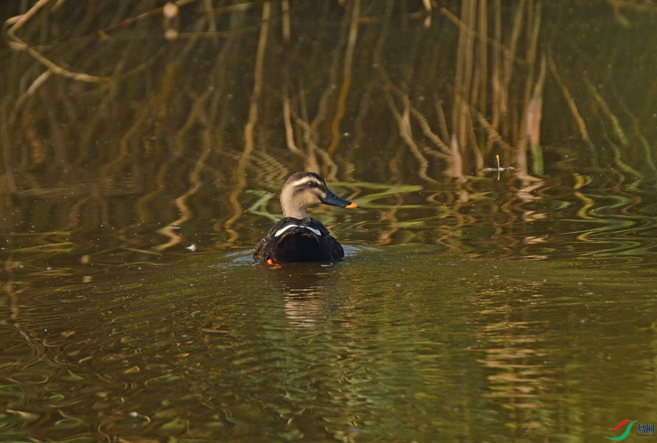 DSC_0096.jpg
