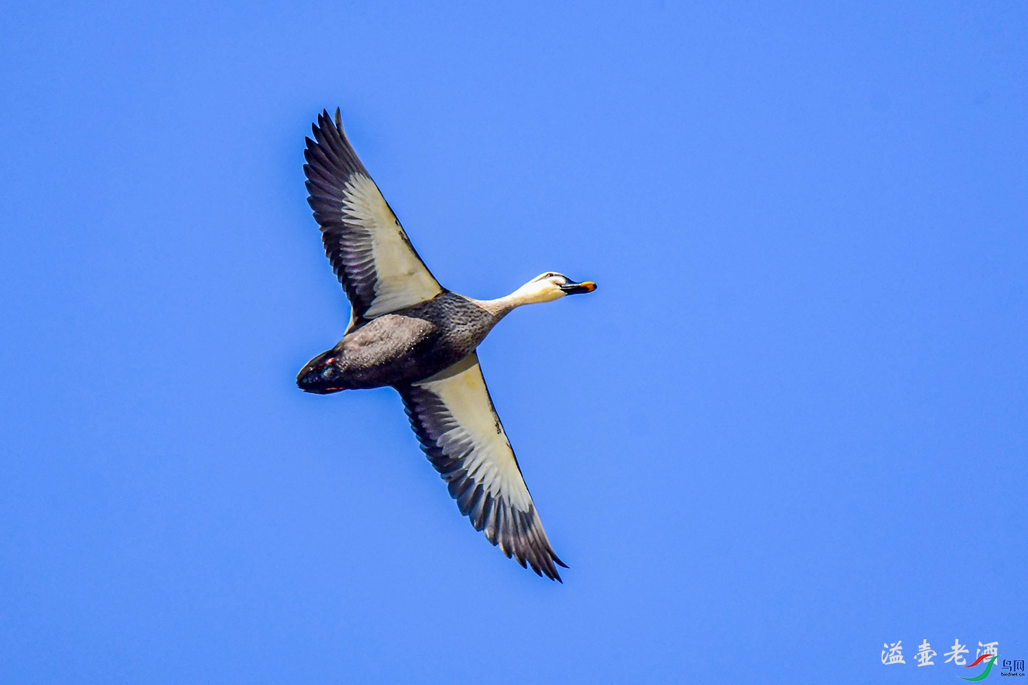 ����İ���Ѽ