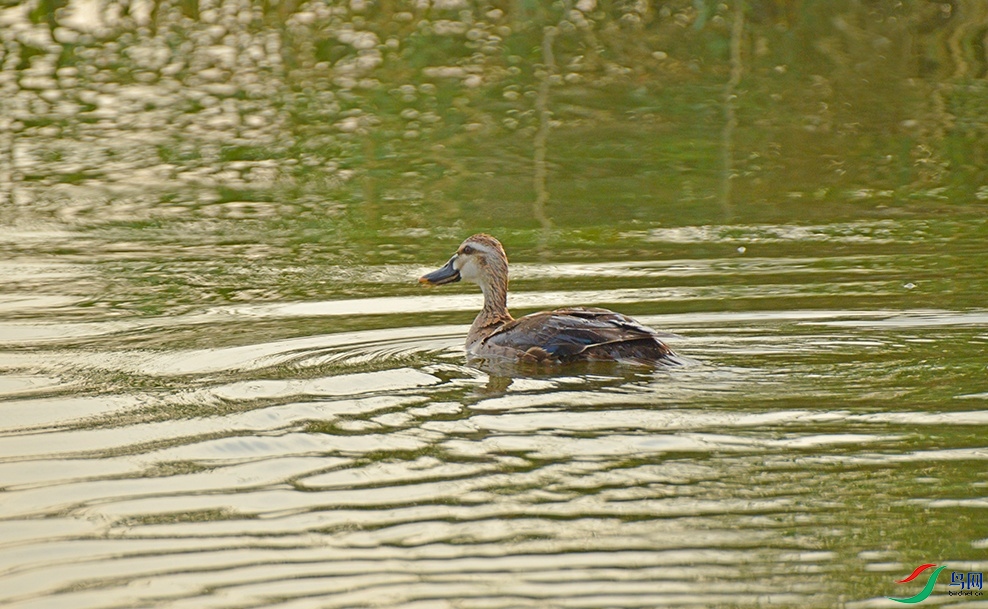 DSC_0095.jpg