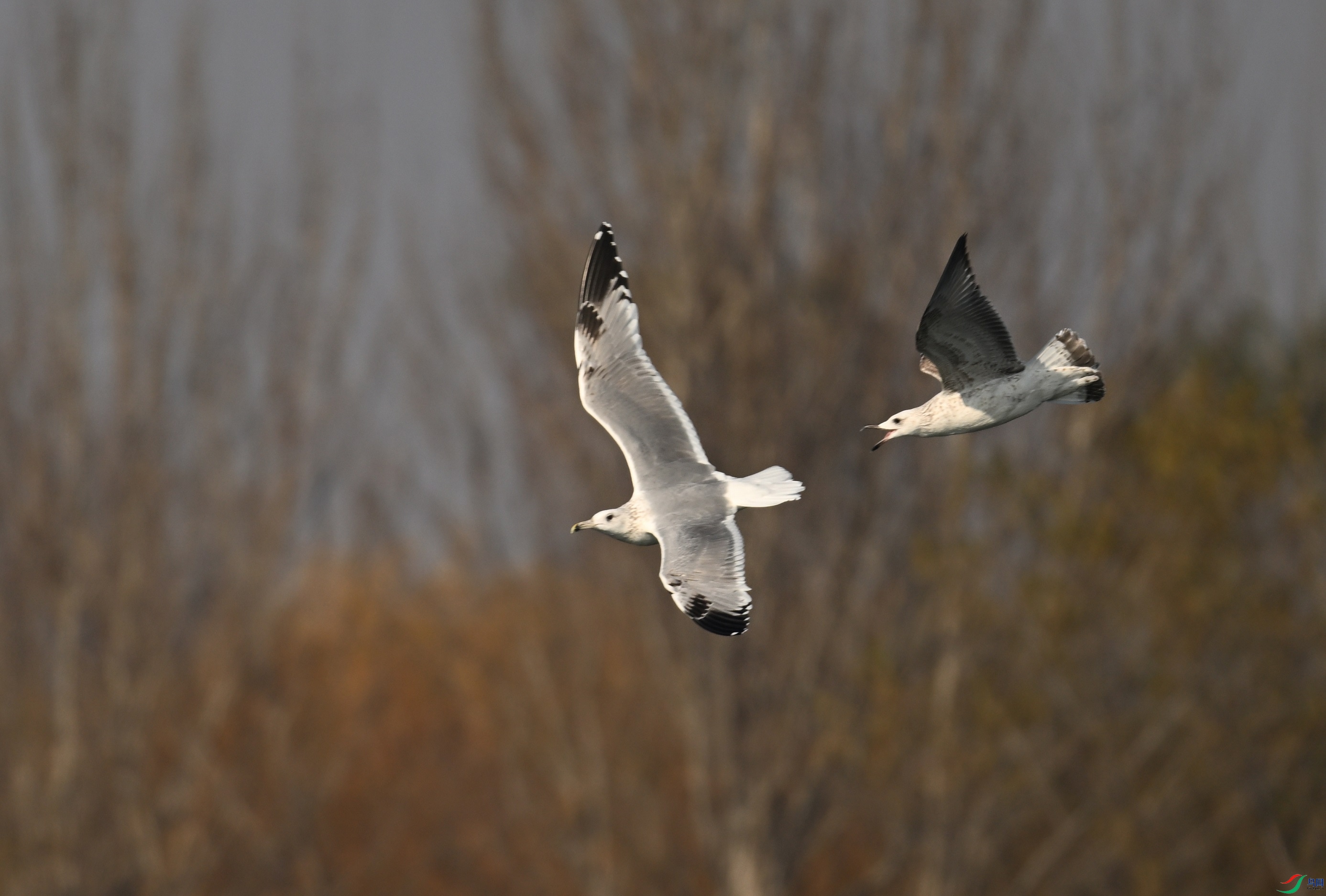 DSC_2200.JPG