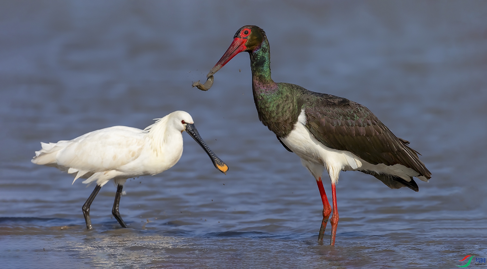 ���ٵ��ջ�