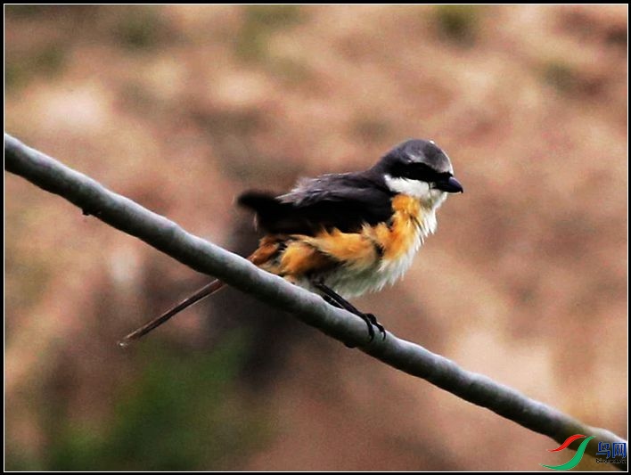 �ұ�����