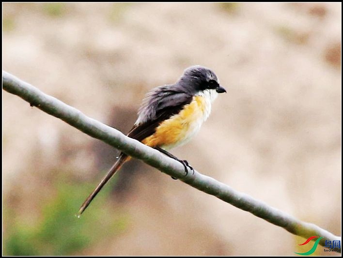 �ұ�����