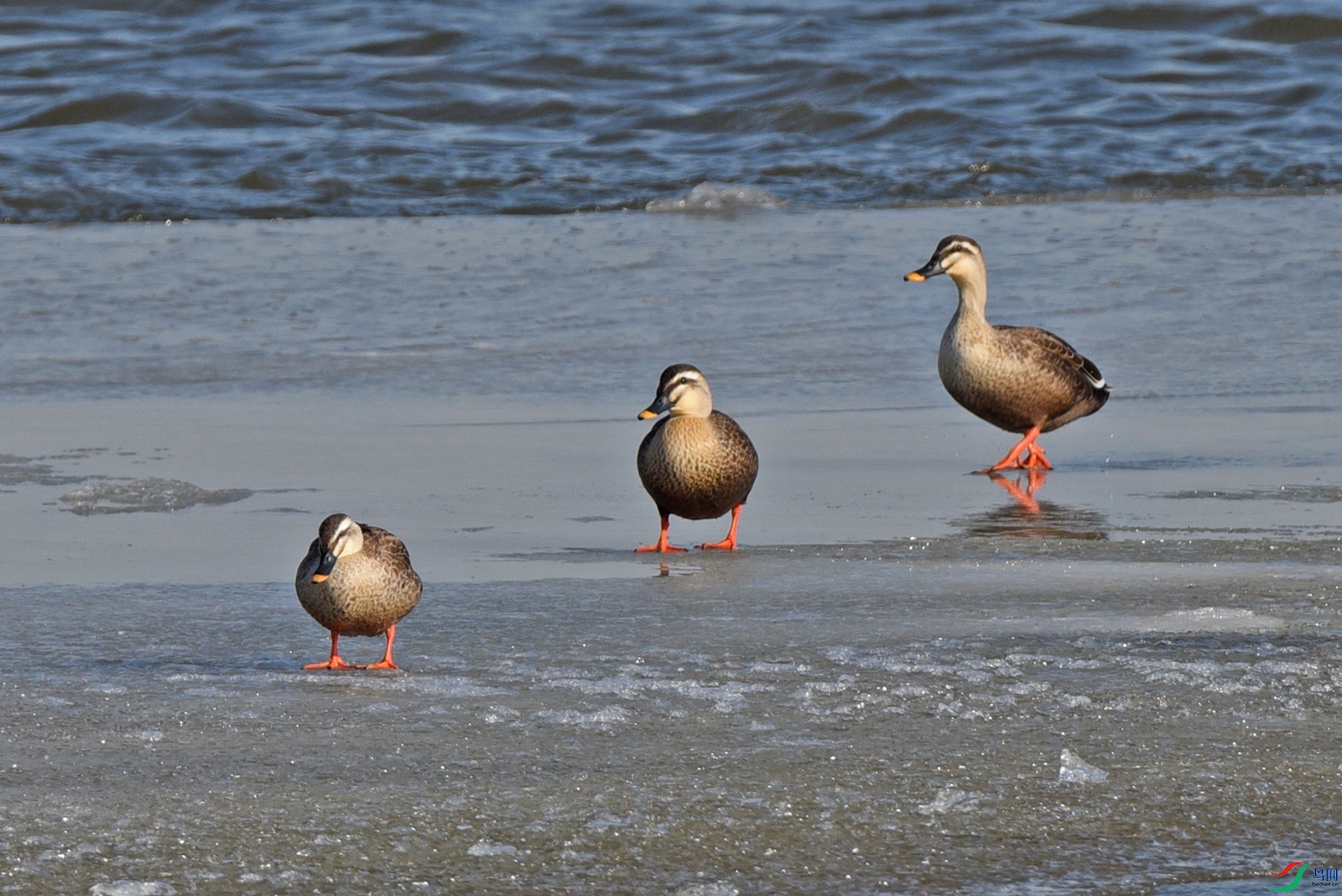 DSC_5403.jpg