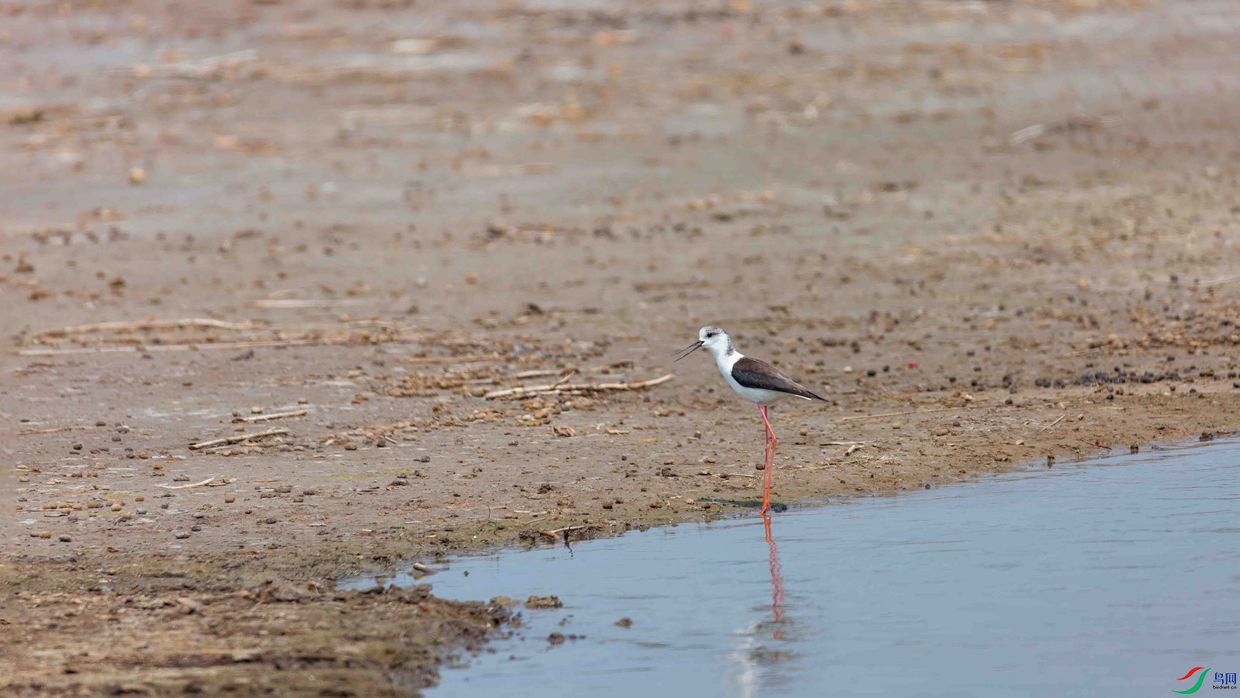 �ڳ᳤����