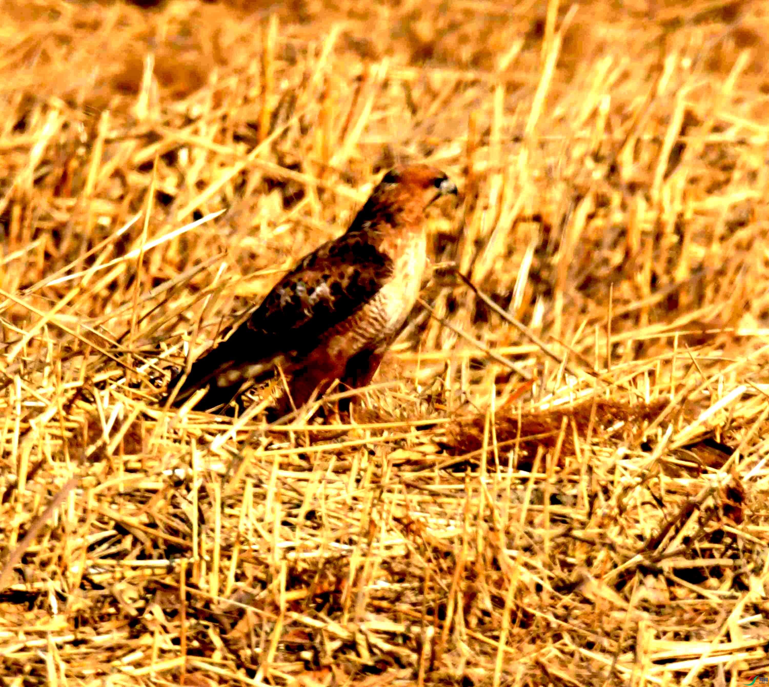 DSC_1671.JPG