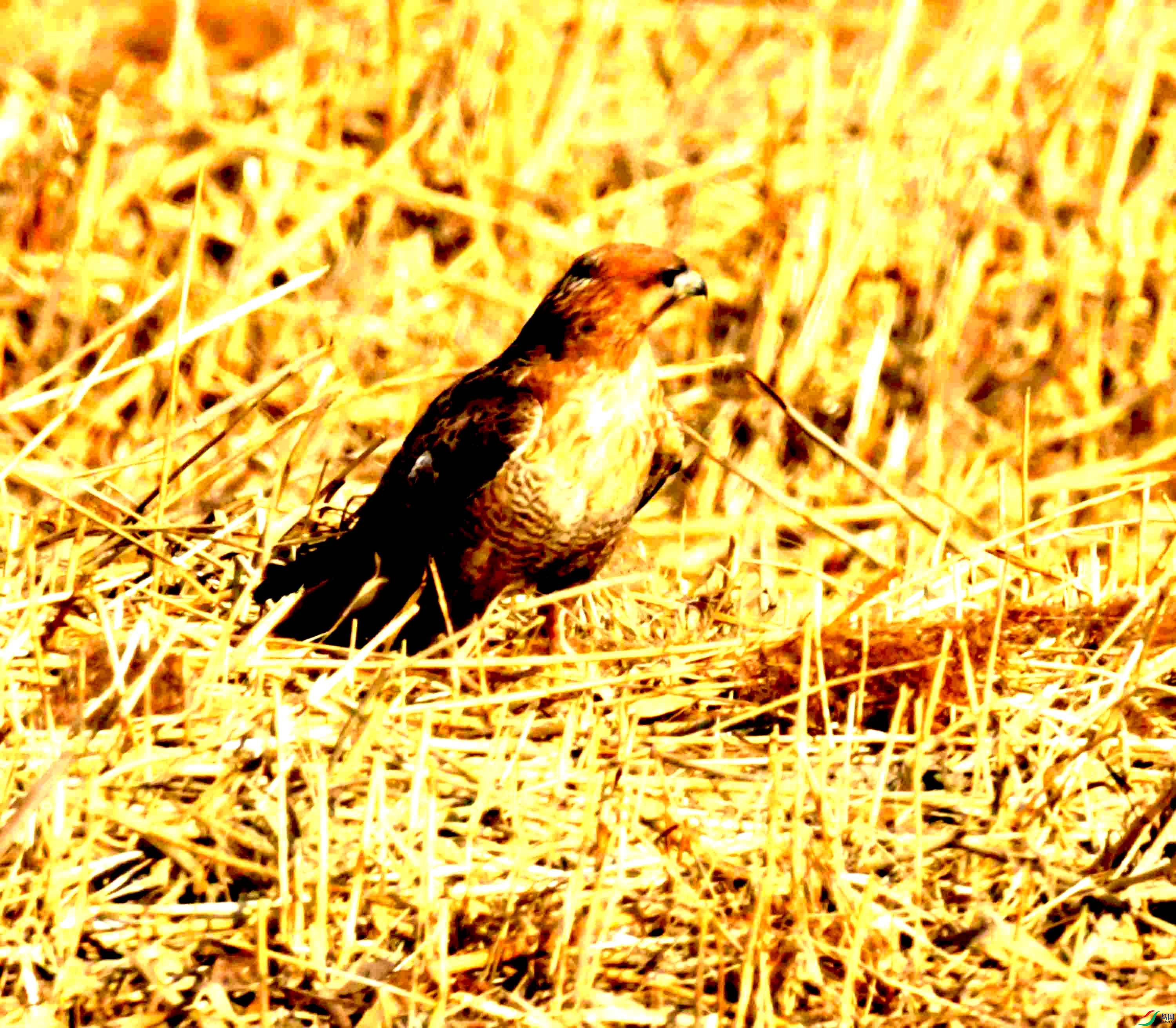 DSC_1683.JPG