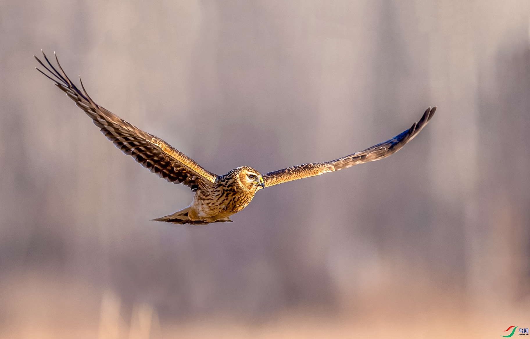 ����Ⱥ��