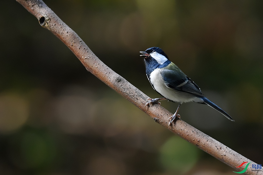 DSC_5835_DxOa.jpg