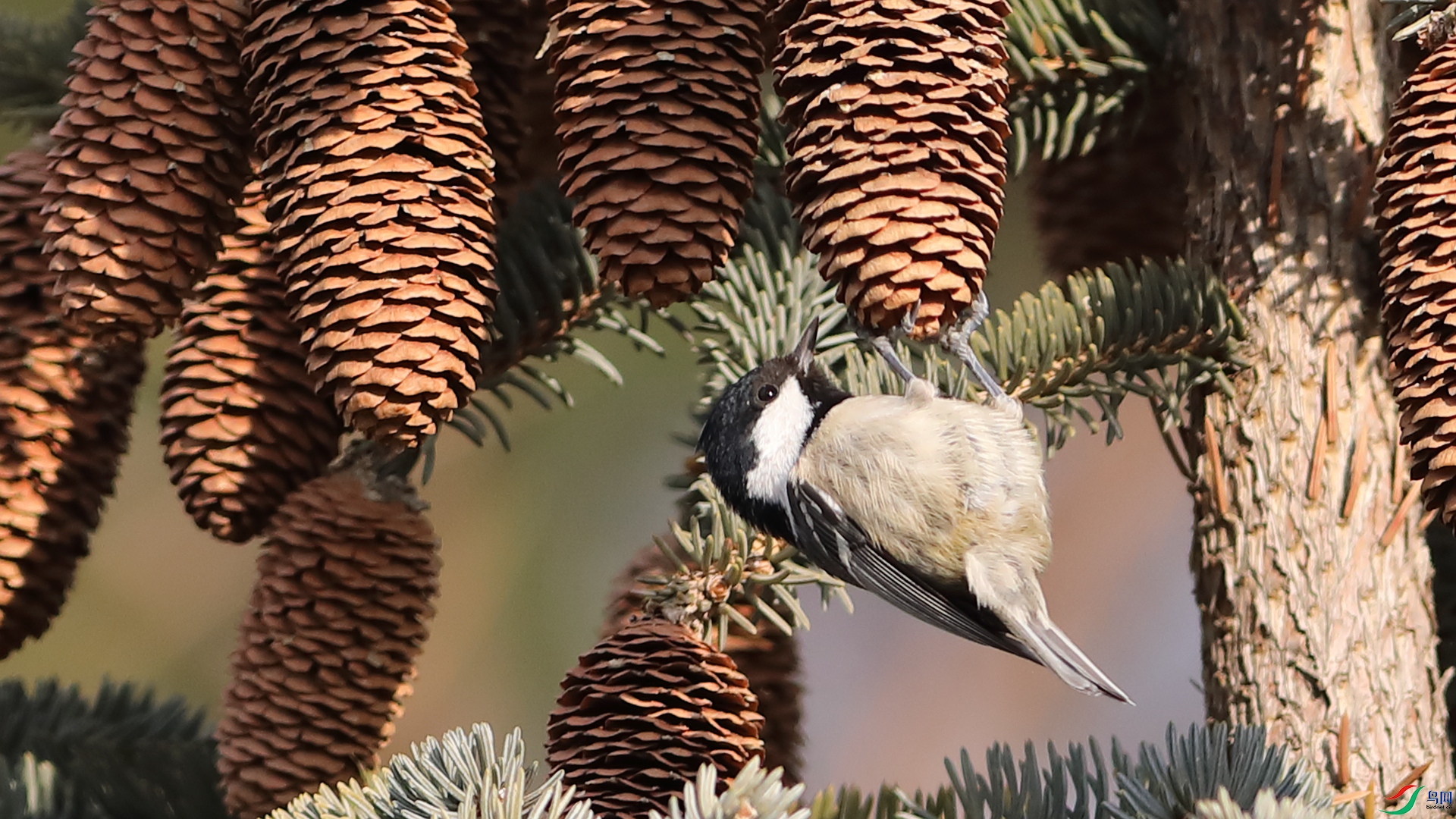 ���ҽ���