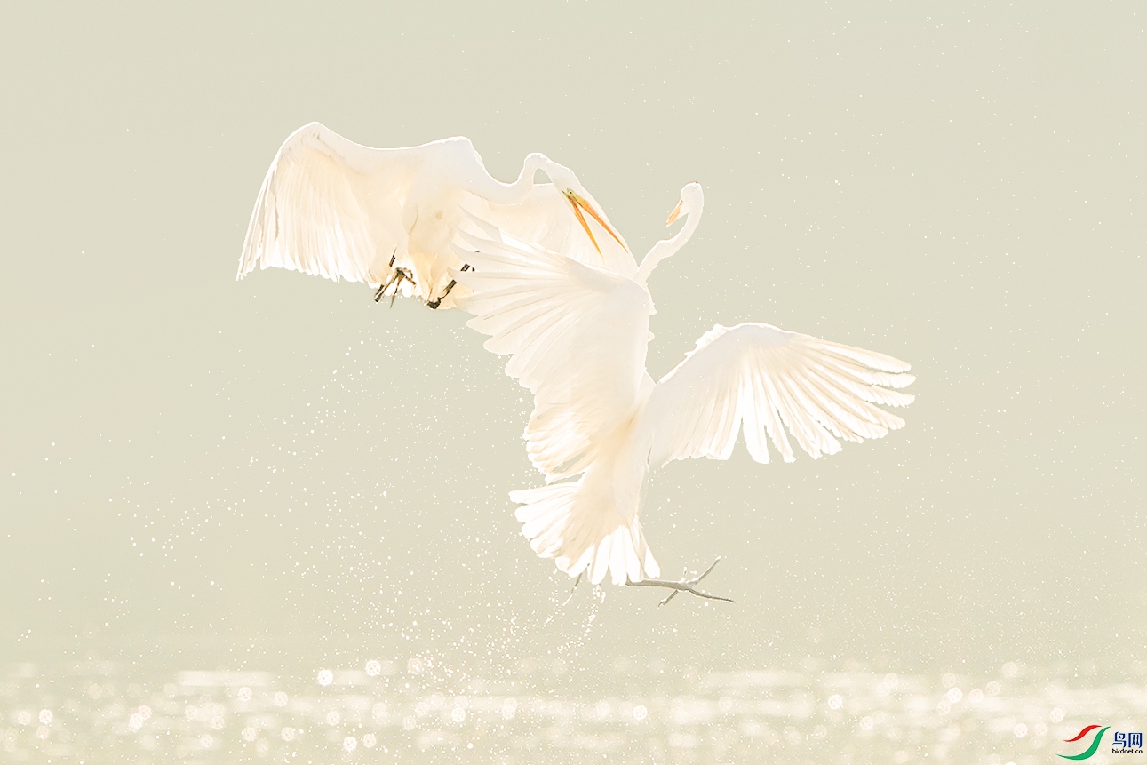 _ZZX1138 ����.jpg