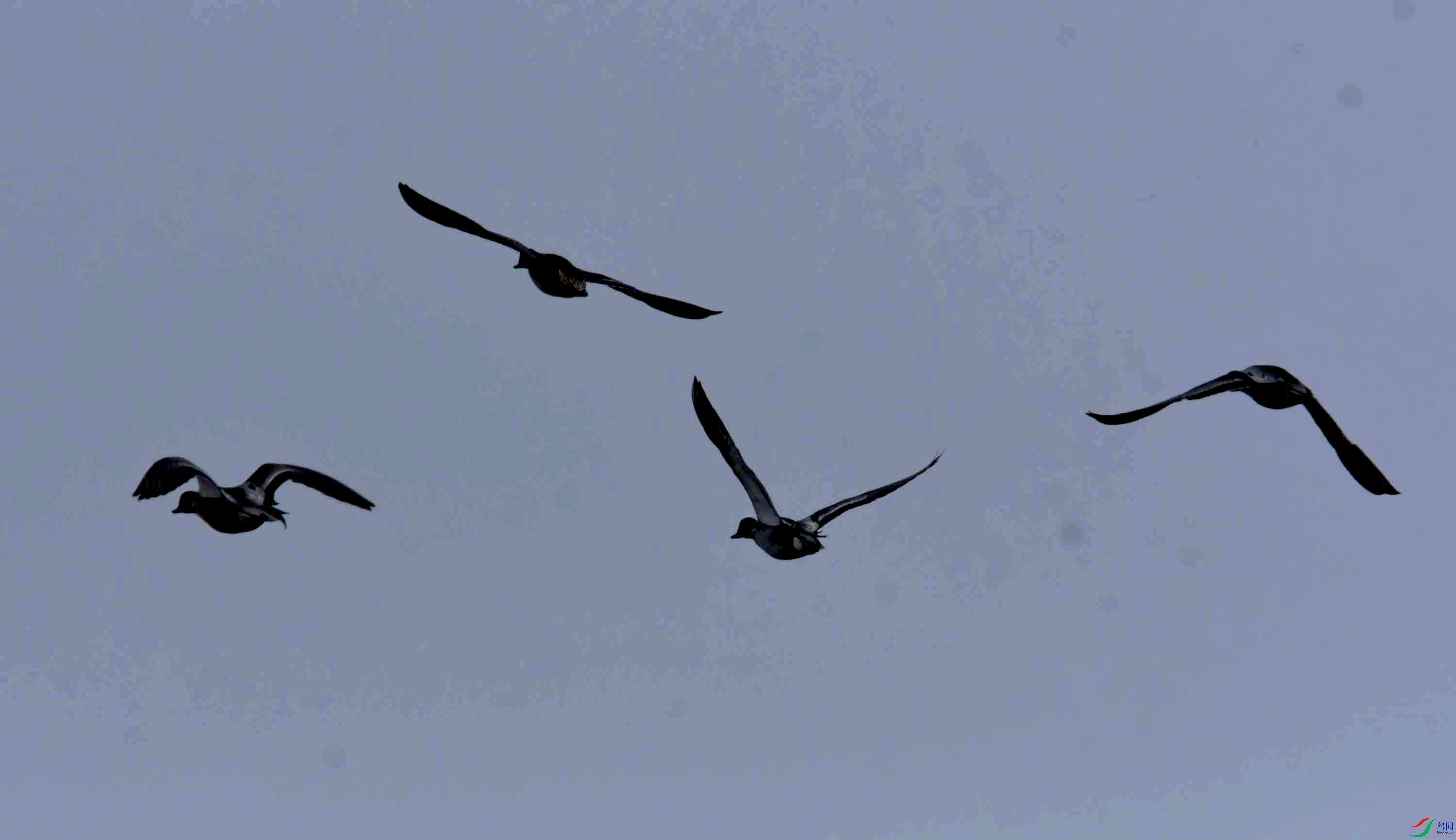 DSC_0706.JPG