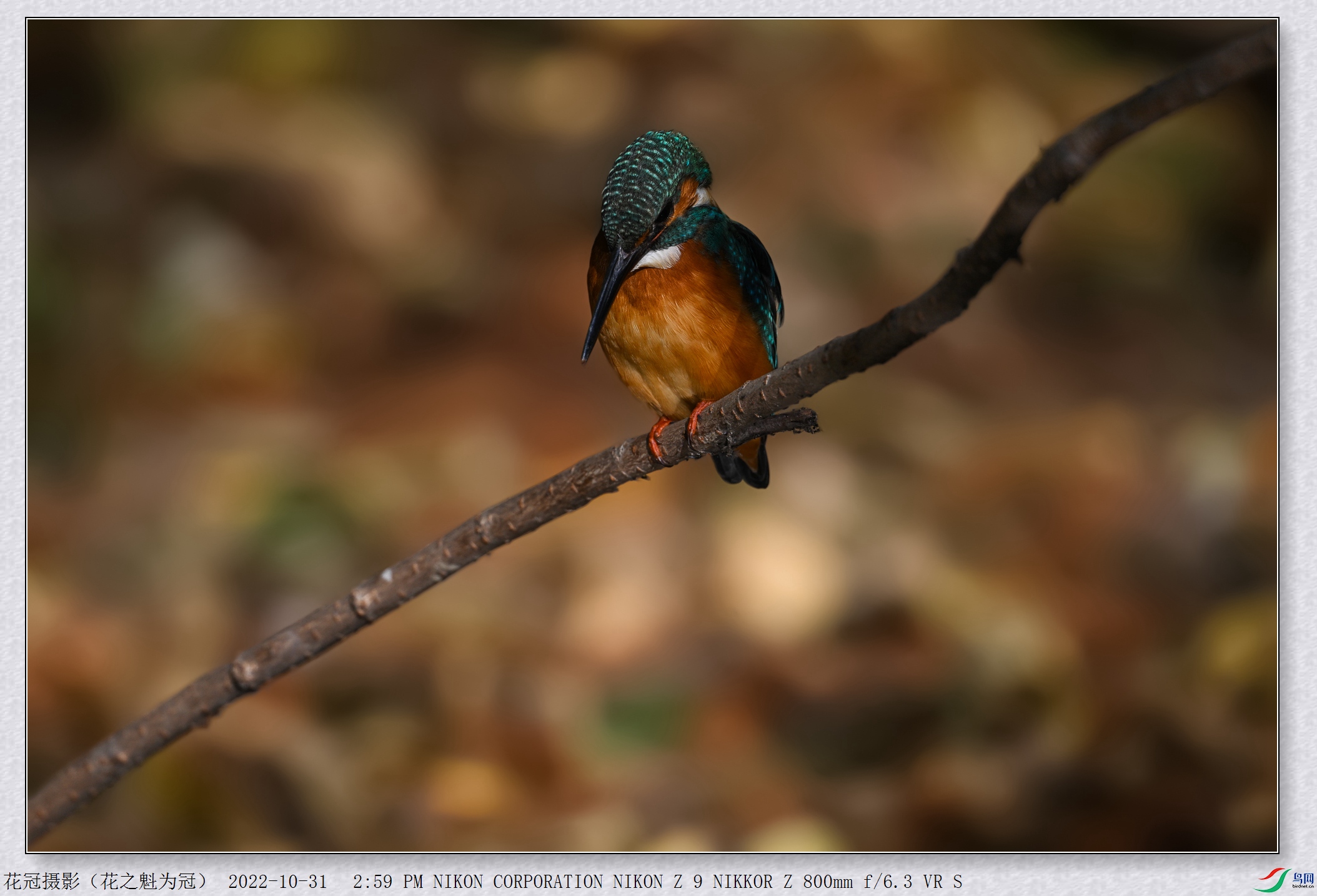 DSC_5523B-2_����.jpg