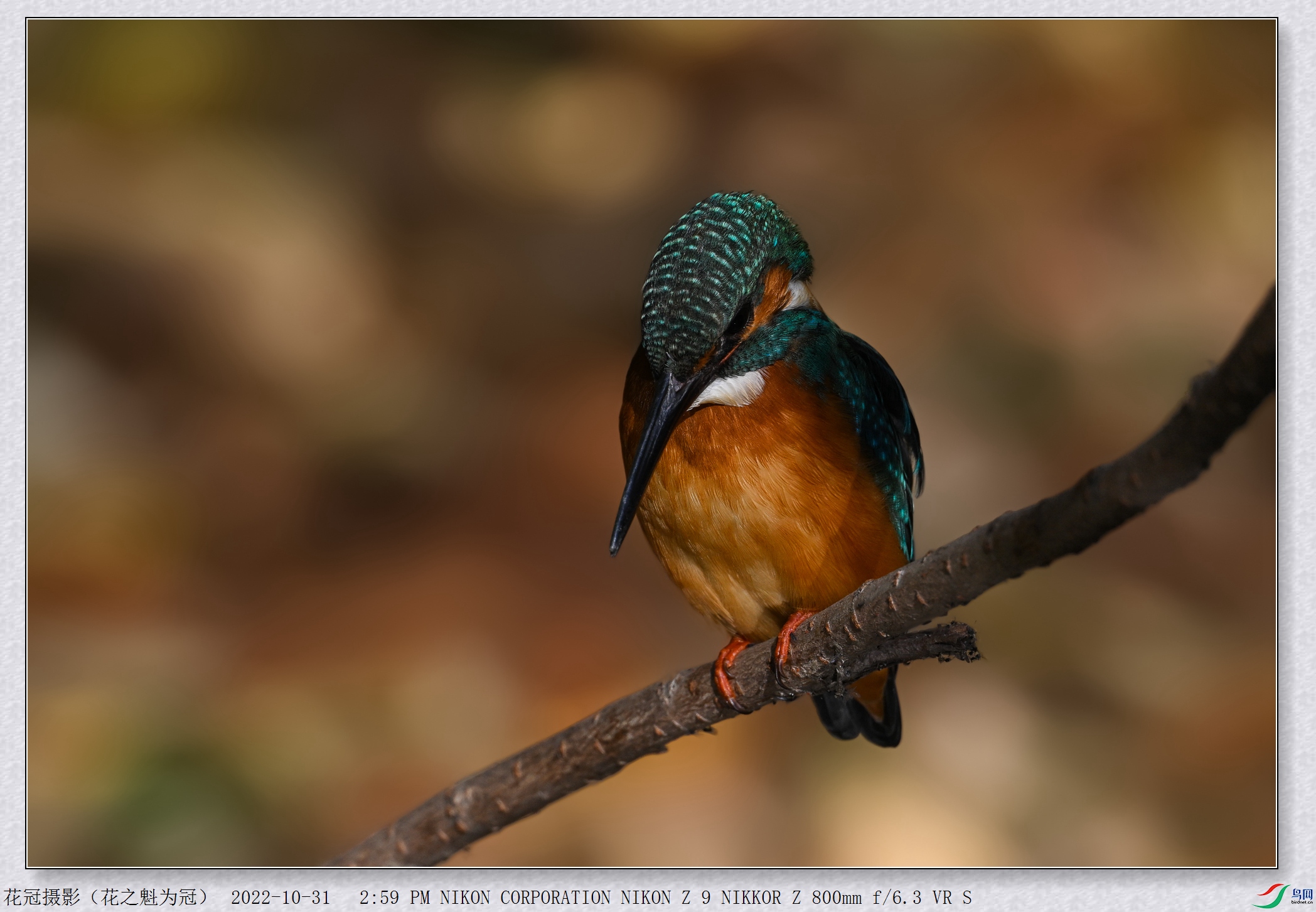 DSC_5523B-4_����.jpg