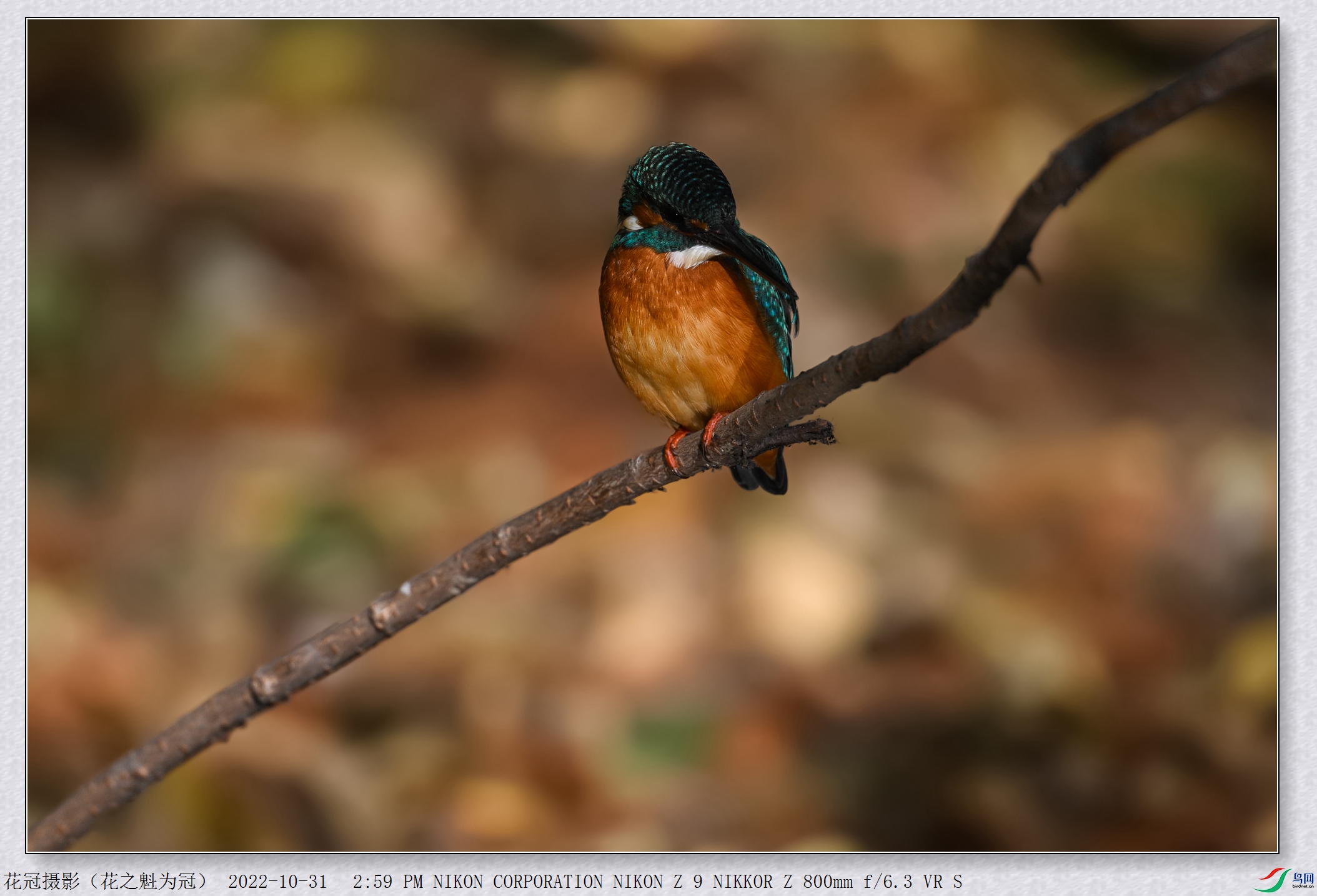 DSC_5454B-2_����.jpg