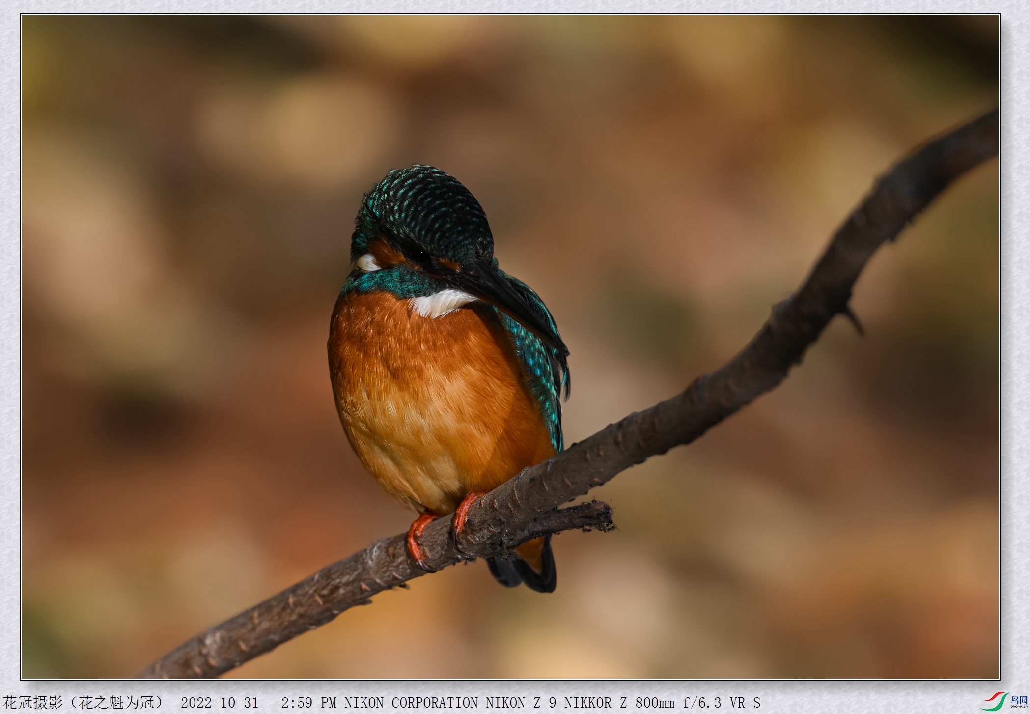 DSC_5454B-4_����.jpg