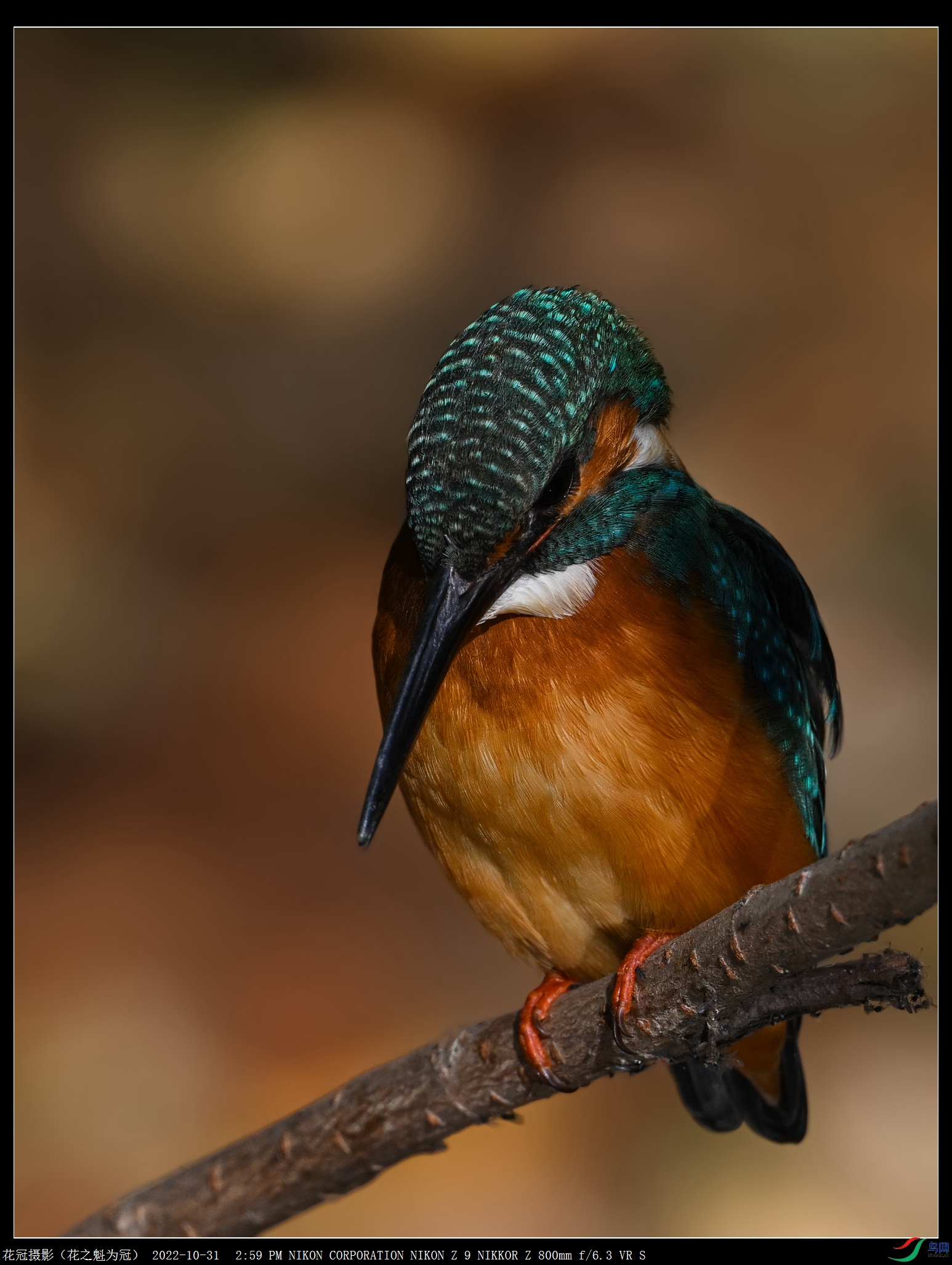 DSC_5523B-6_����.jpg