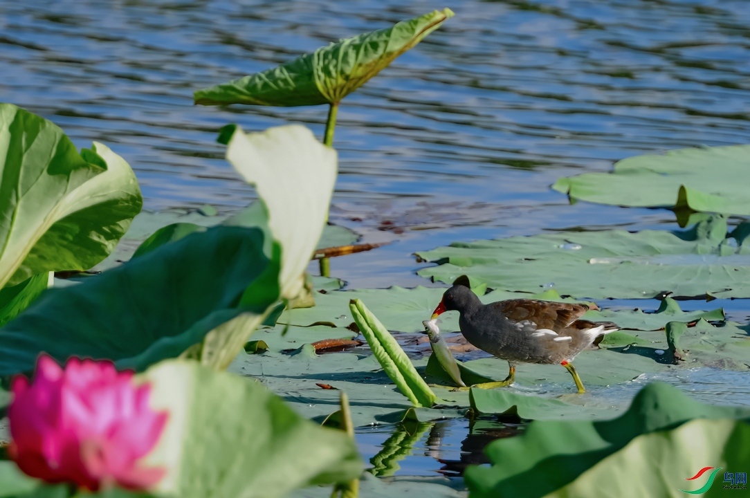 DSC_0081_DxOa.jpg