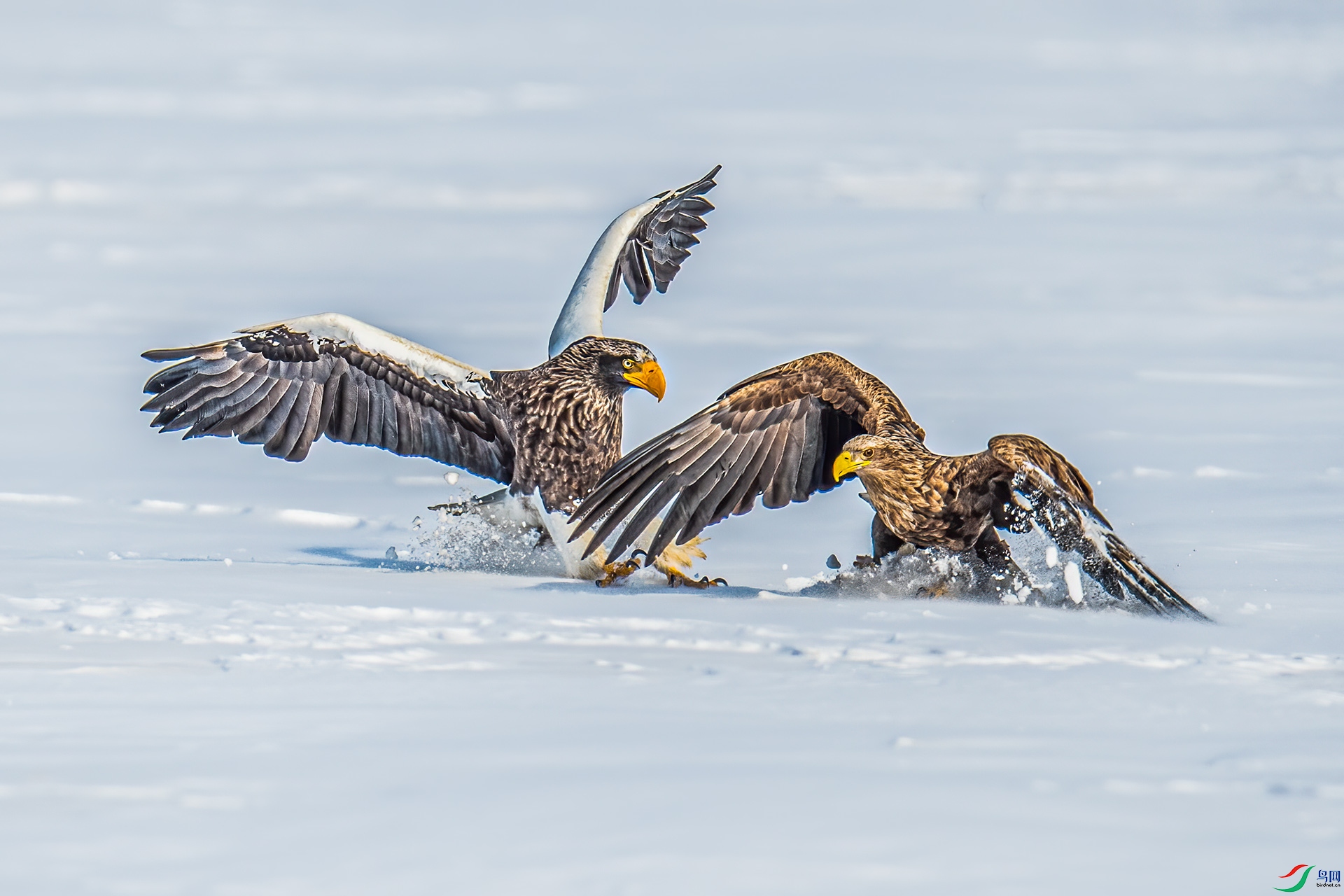 DSC_5050-a500k.jpg