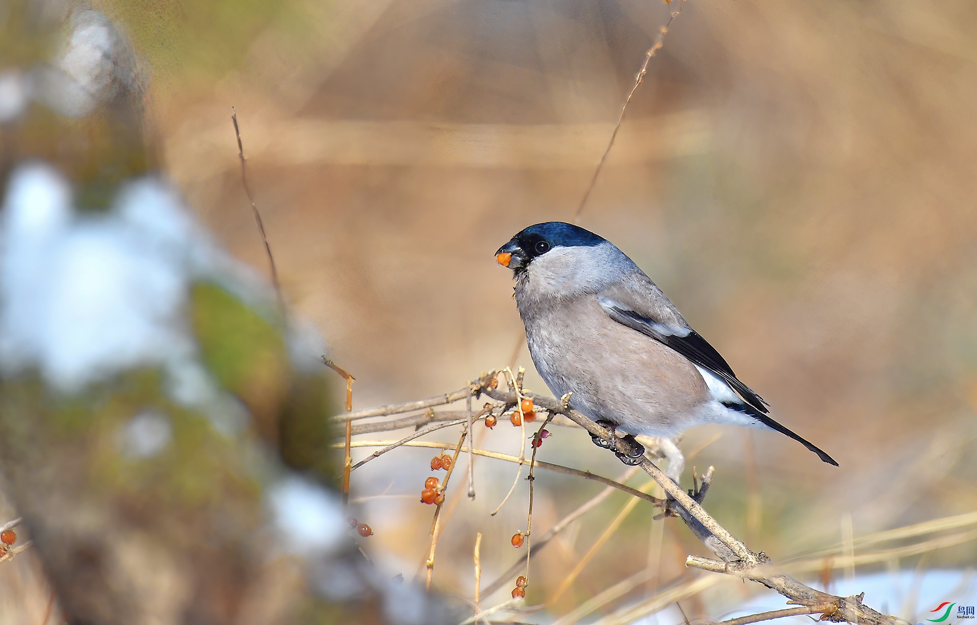 DSC_9833.JPG