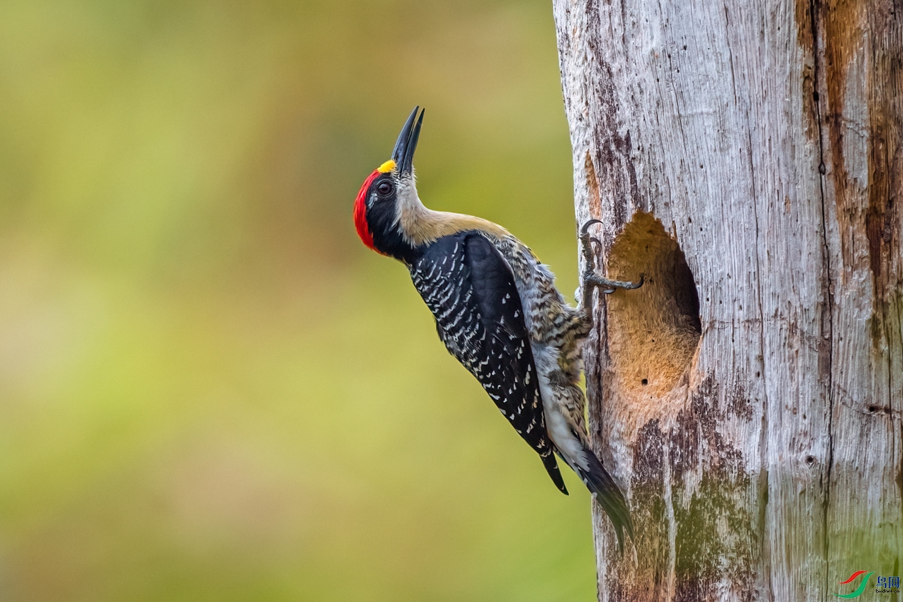 DSC_3047_1.jpg