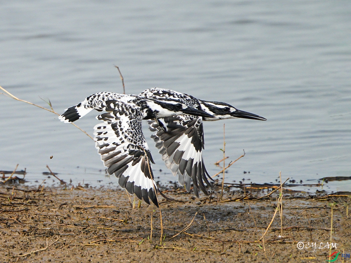 ���~�� Pied Kingfisher