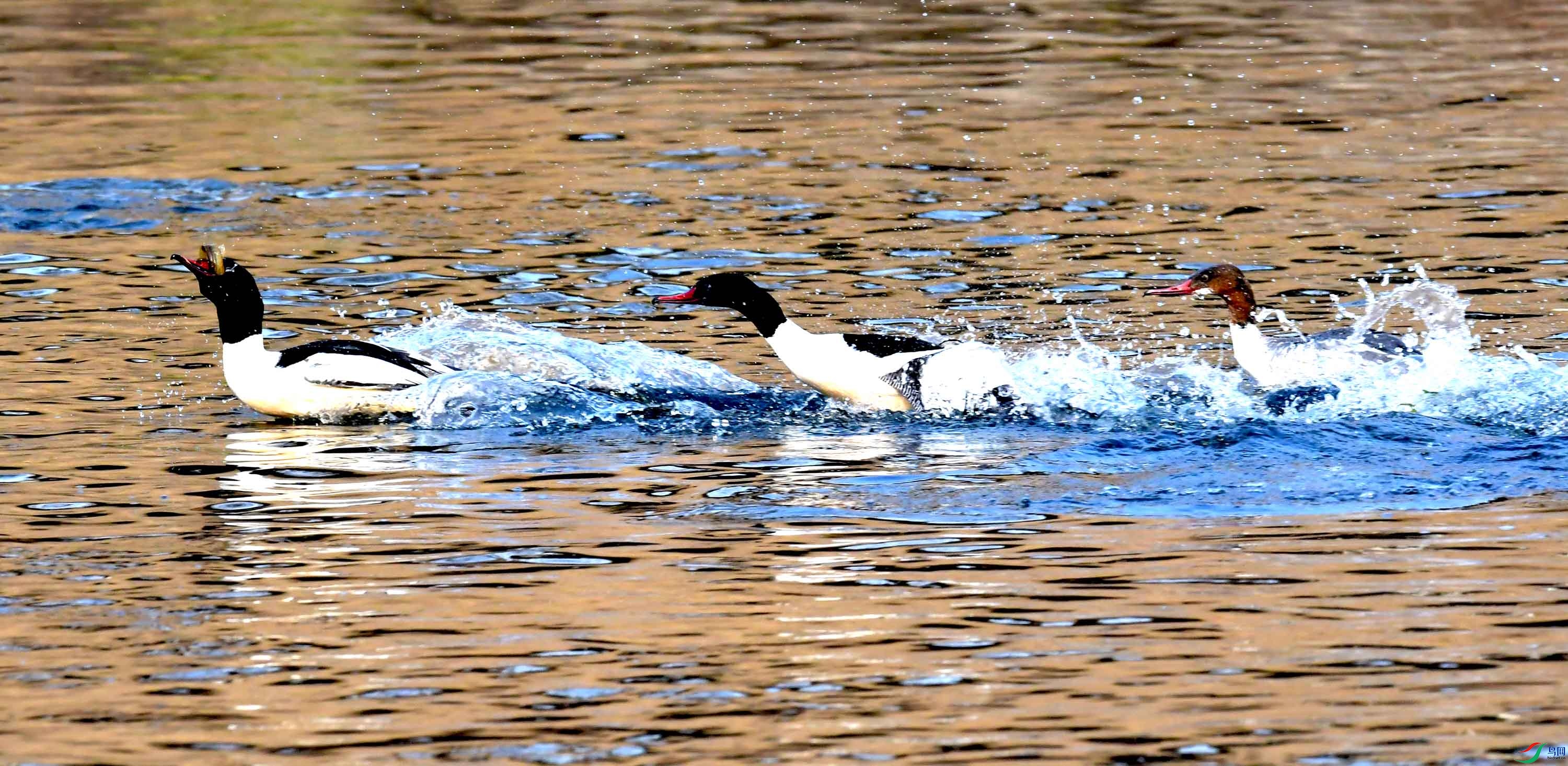 DSC_0275.JPG