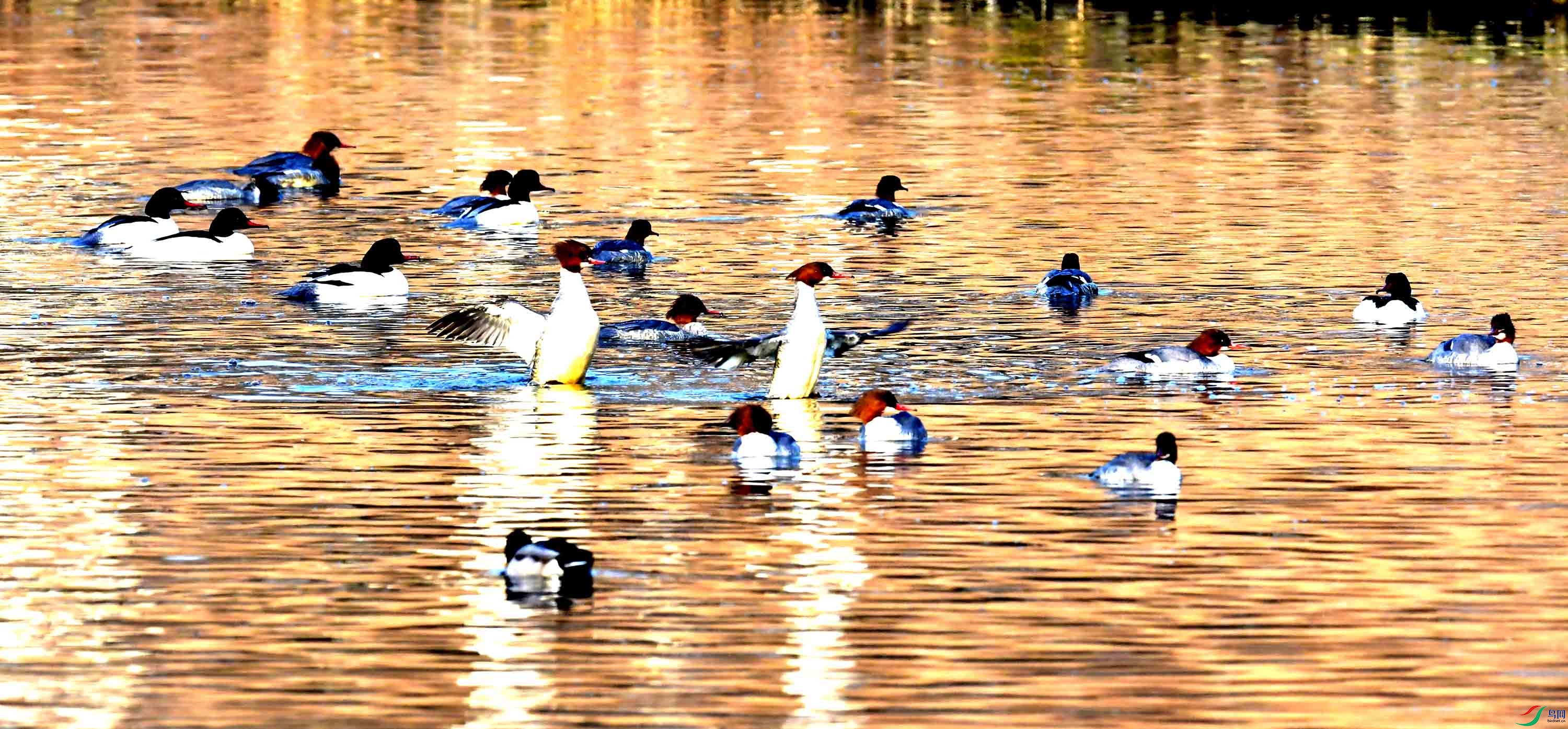 DSC_0065.JPG