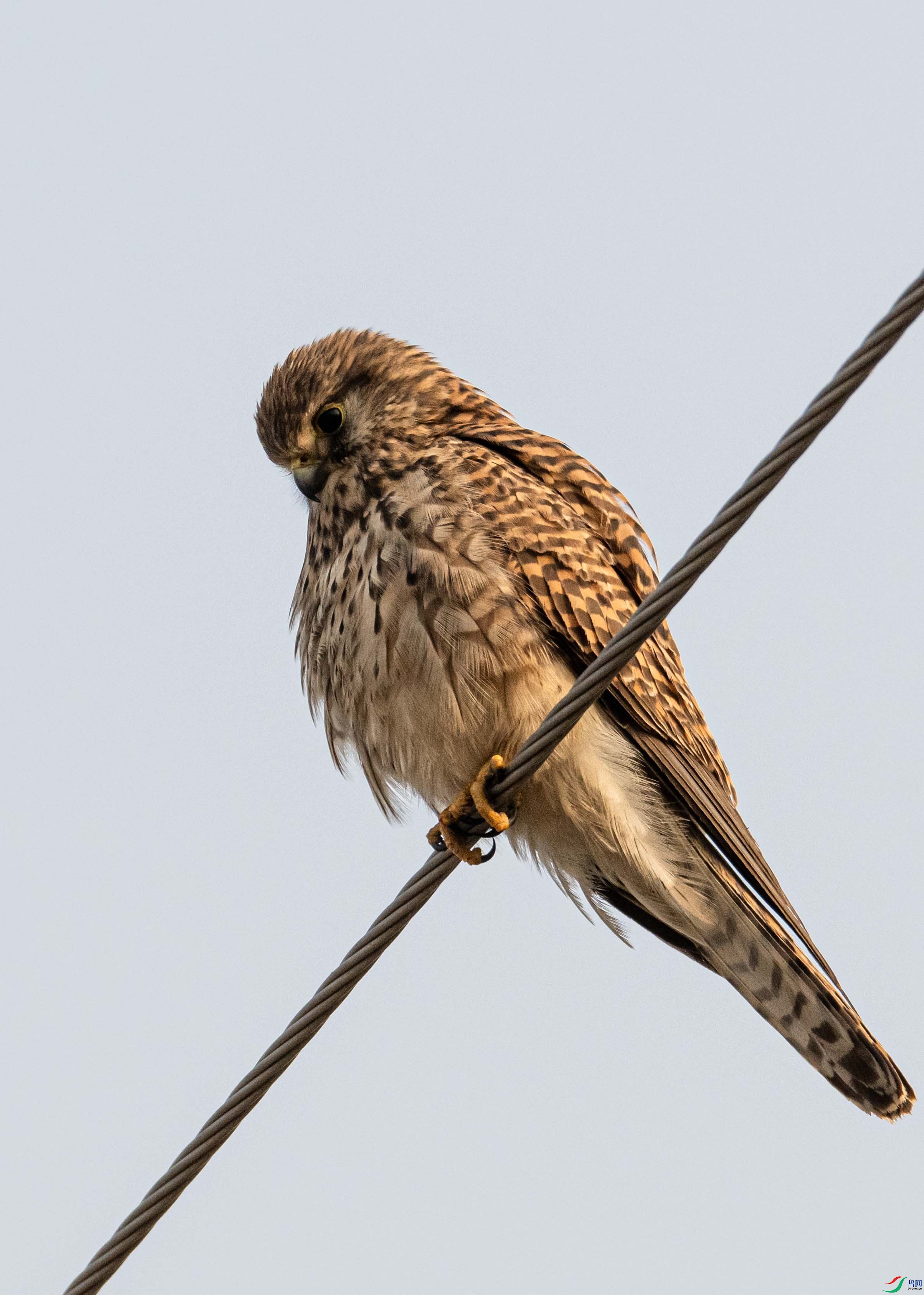 DSC_9795.jpg