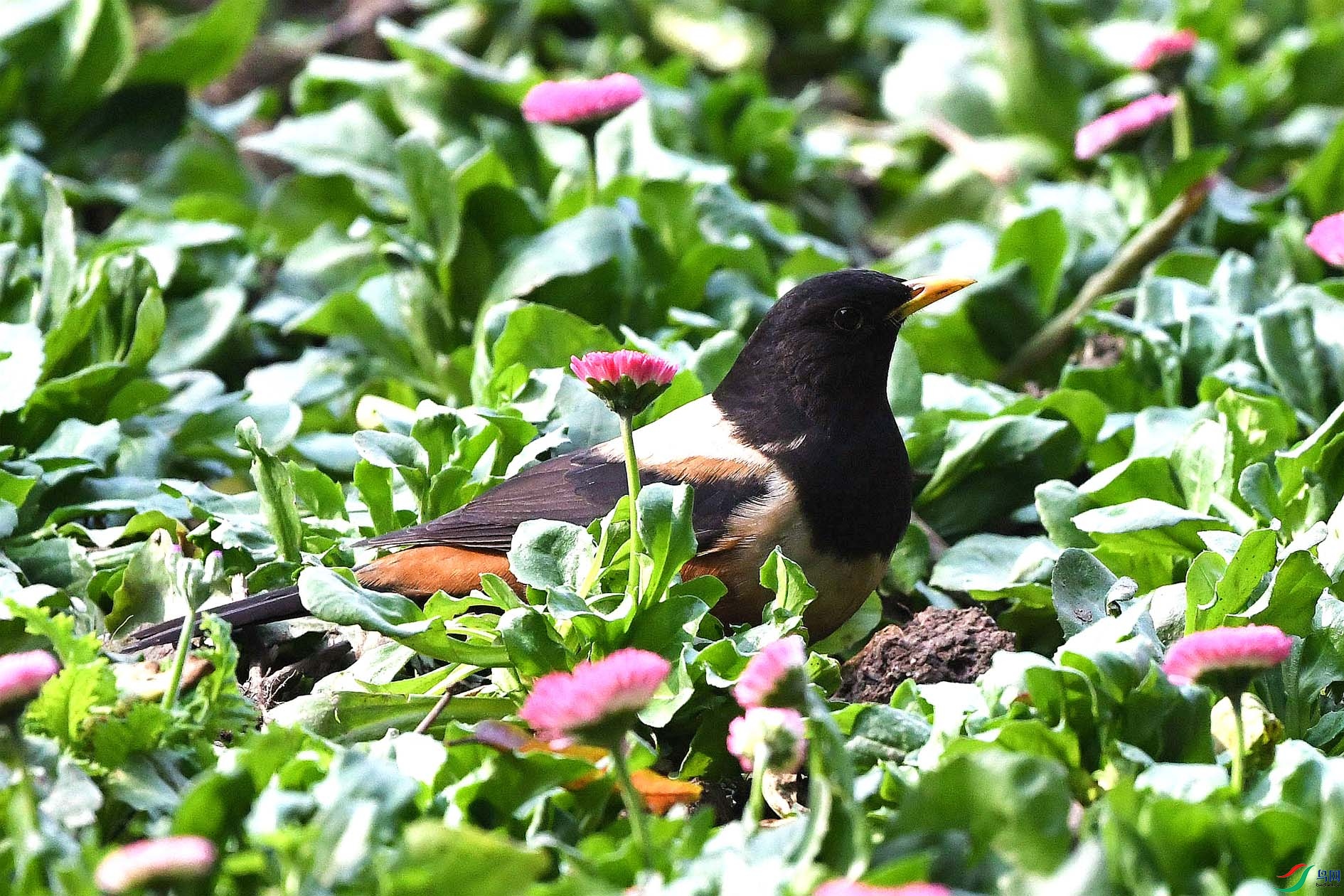 DSC_6780_����.jpg