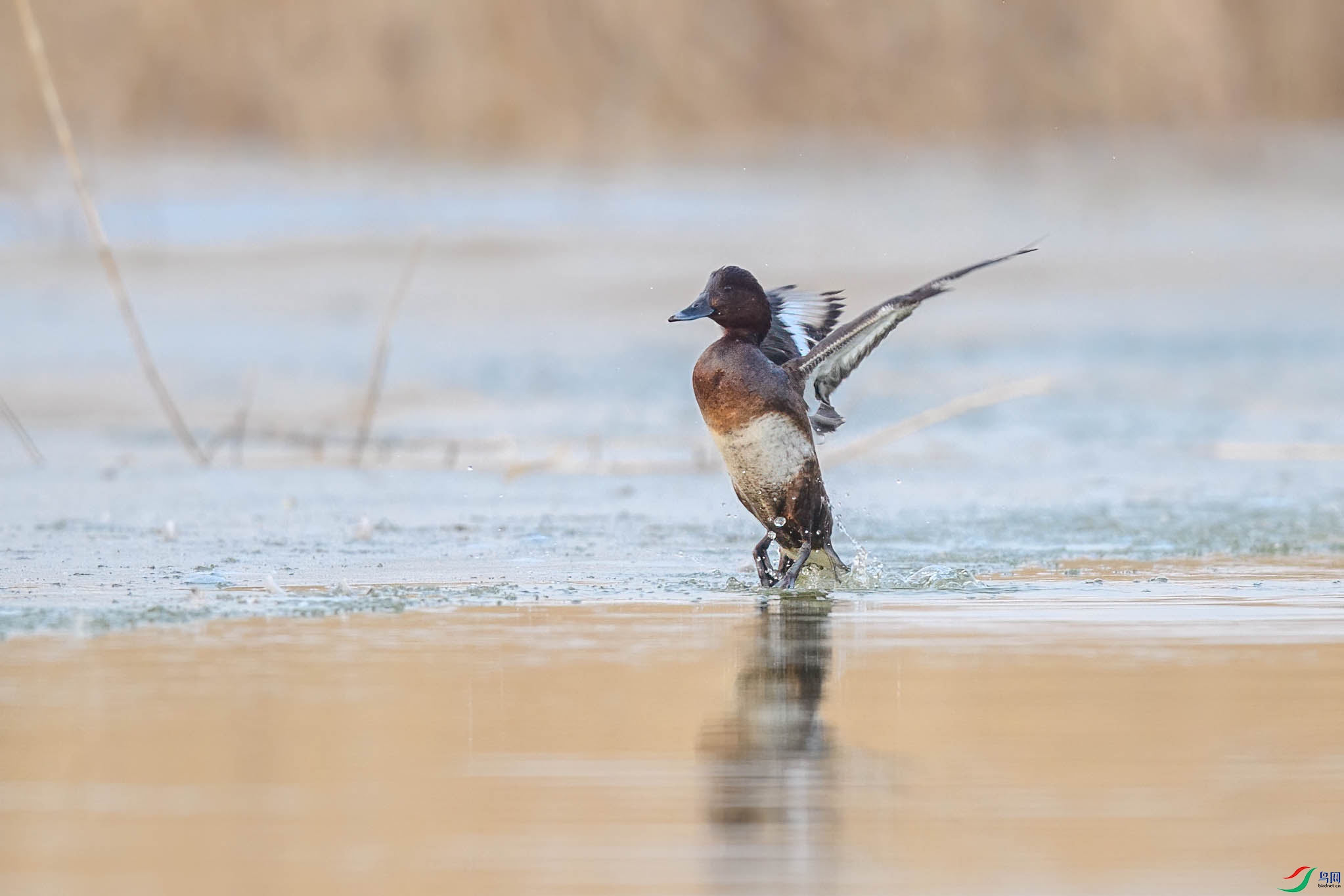 DSC_7766 ����.jpg