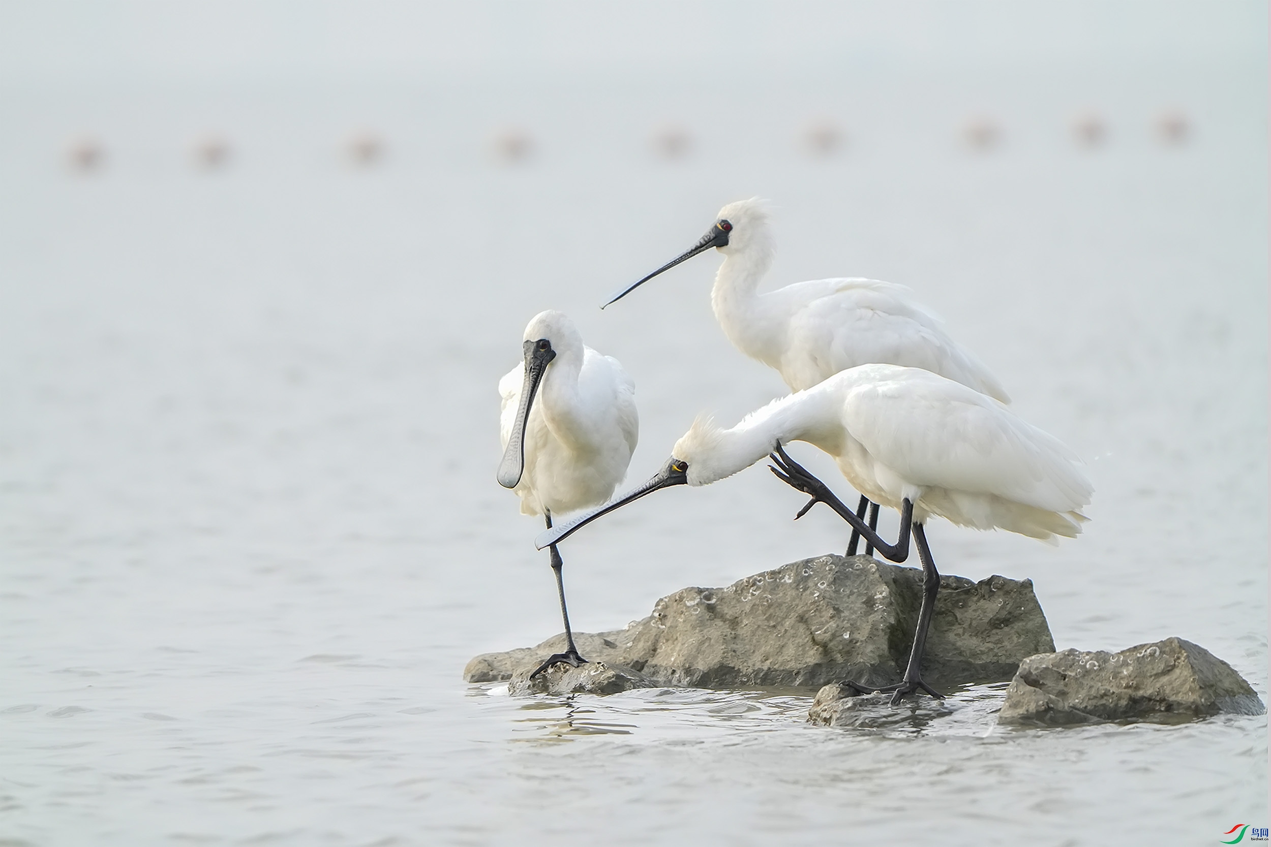 DSC00416 ����.jpg