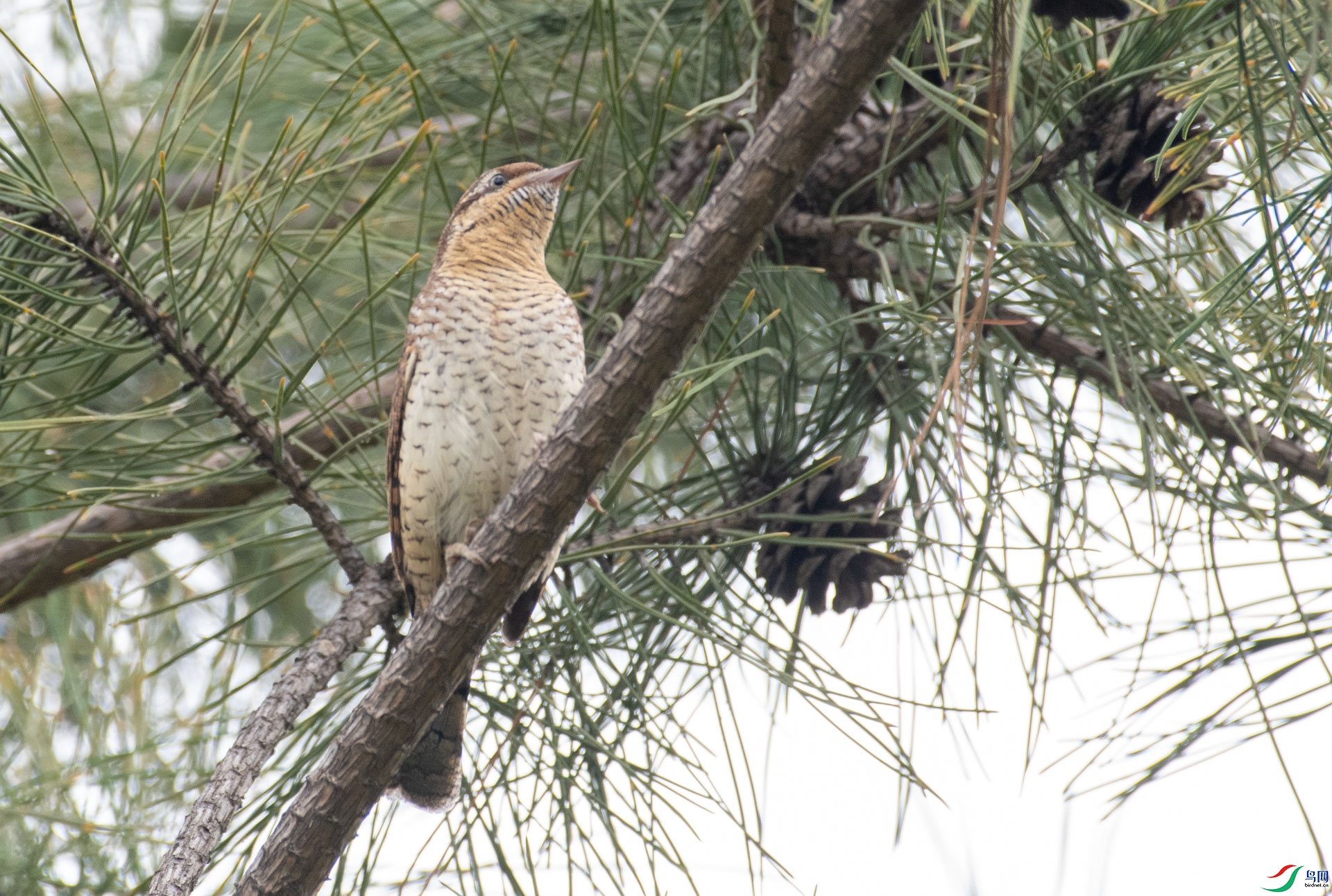 DSC_7132.jpg
