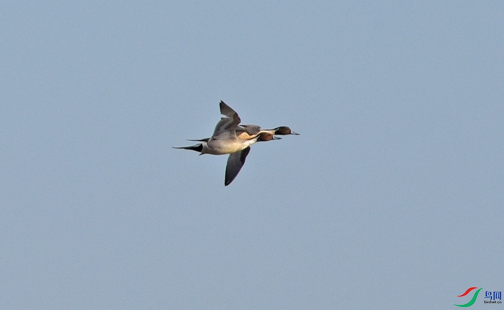 DSC_2811f.jpg