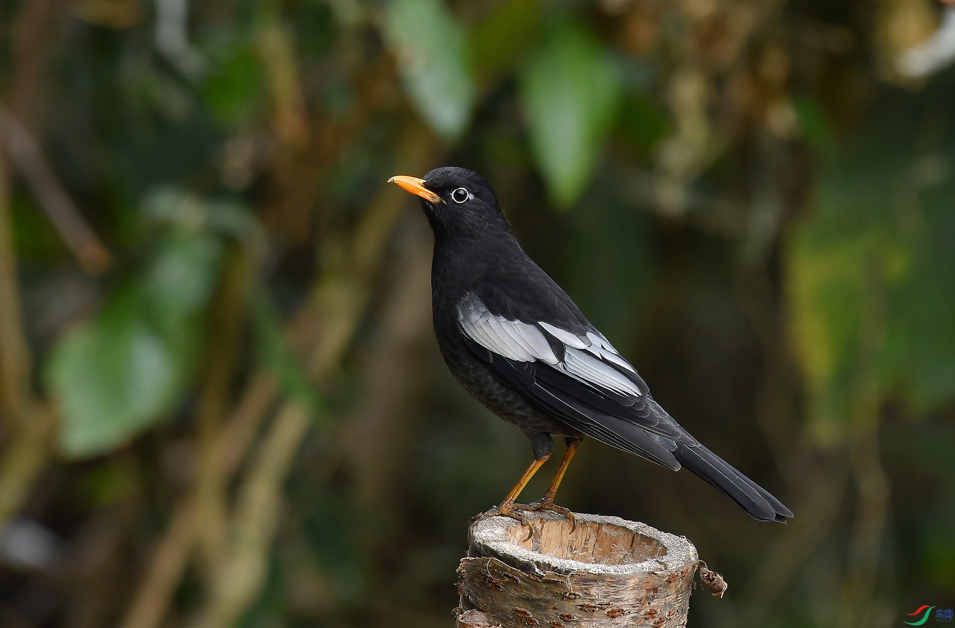 DSC_8507.jpg