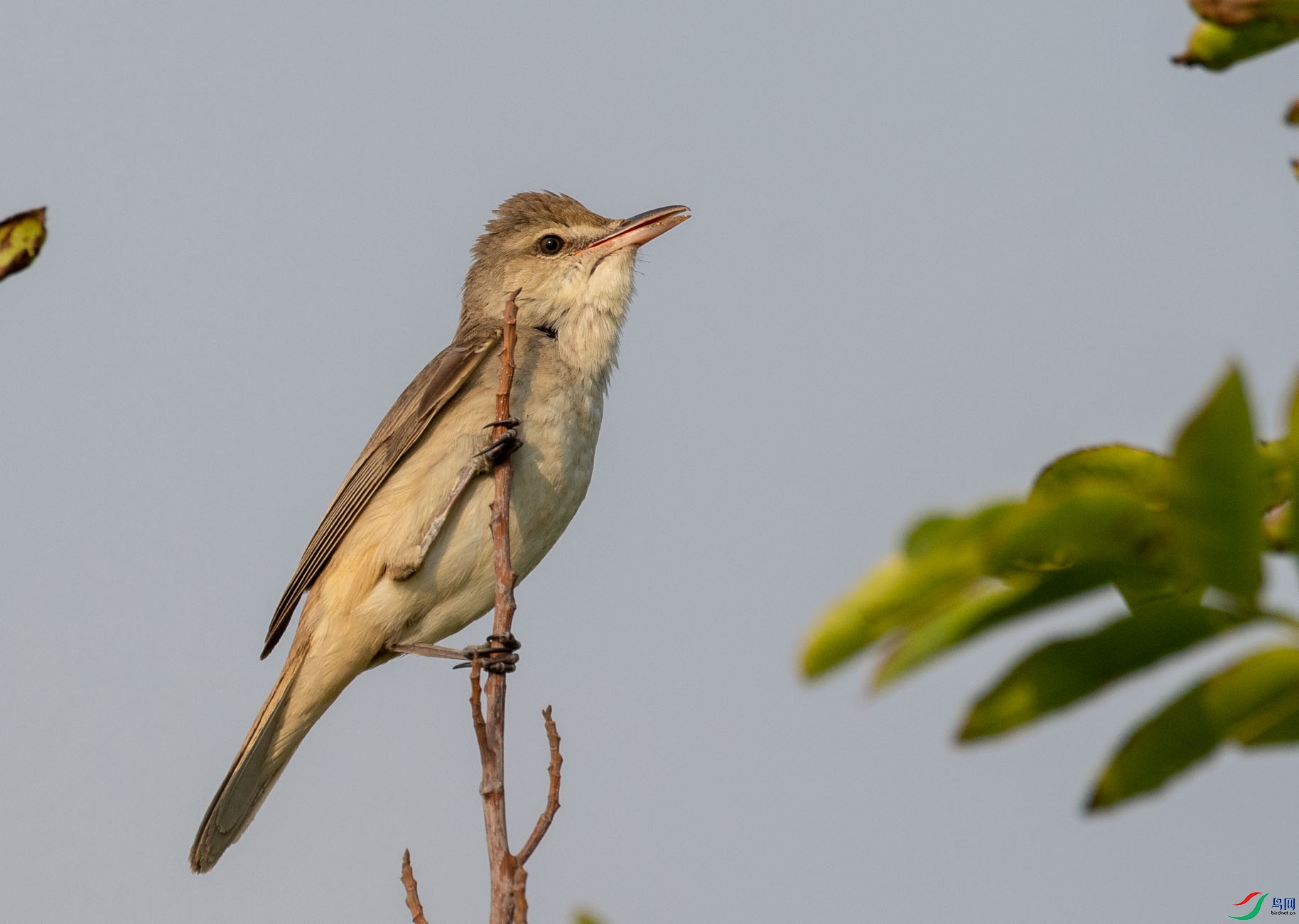 DSC_4263.jpg