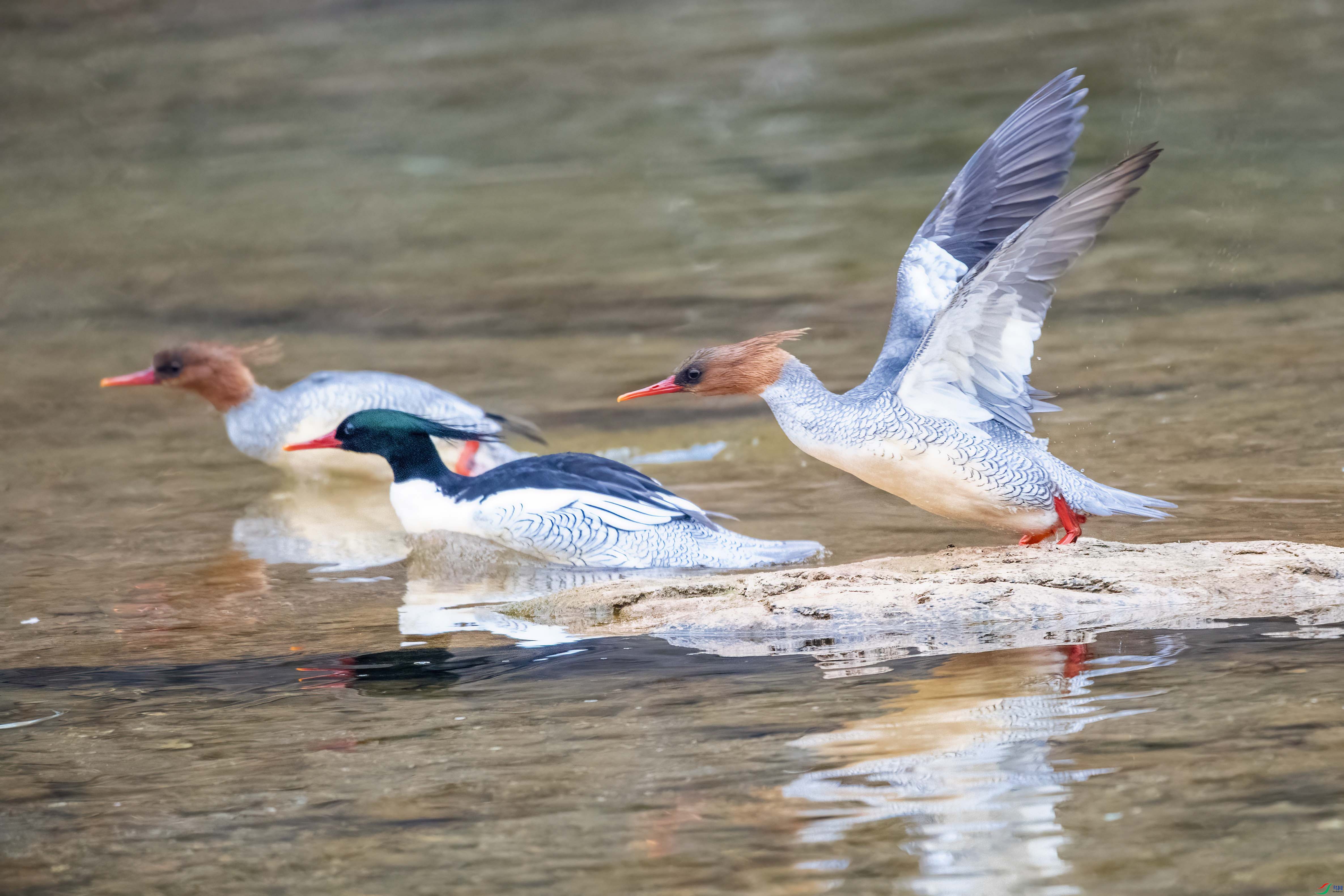 DSC_5535.jpg