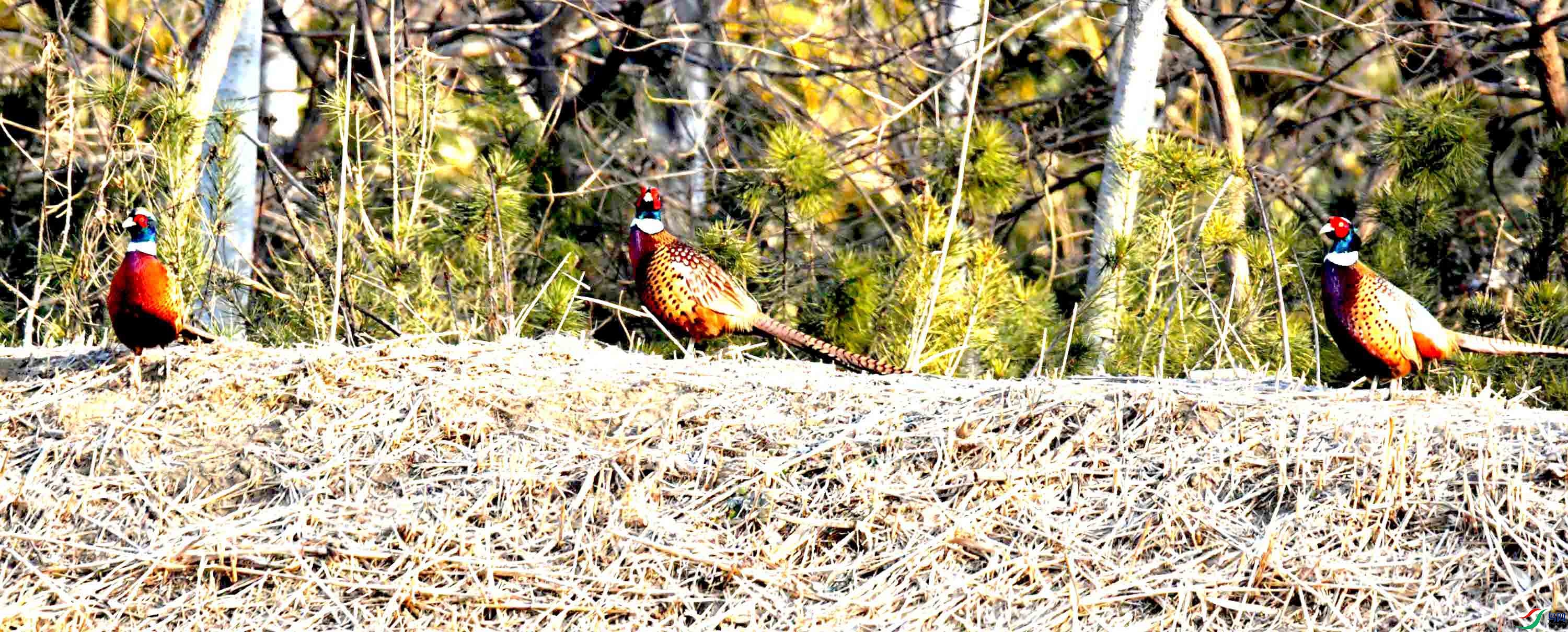 DSC_0111.JPG