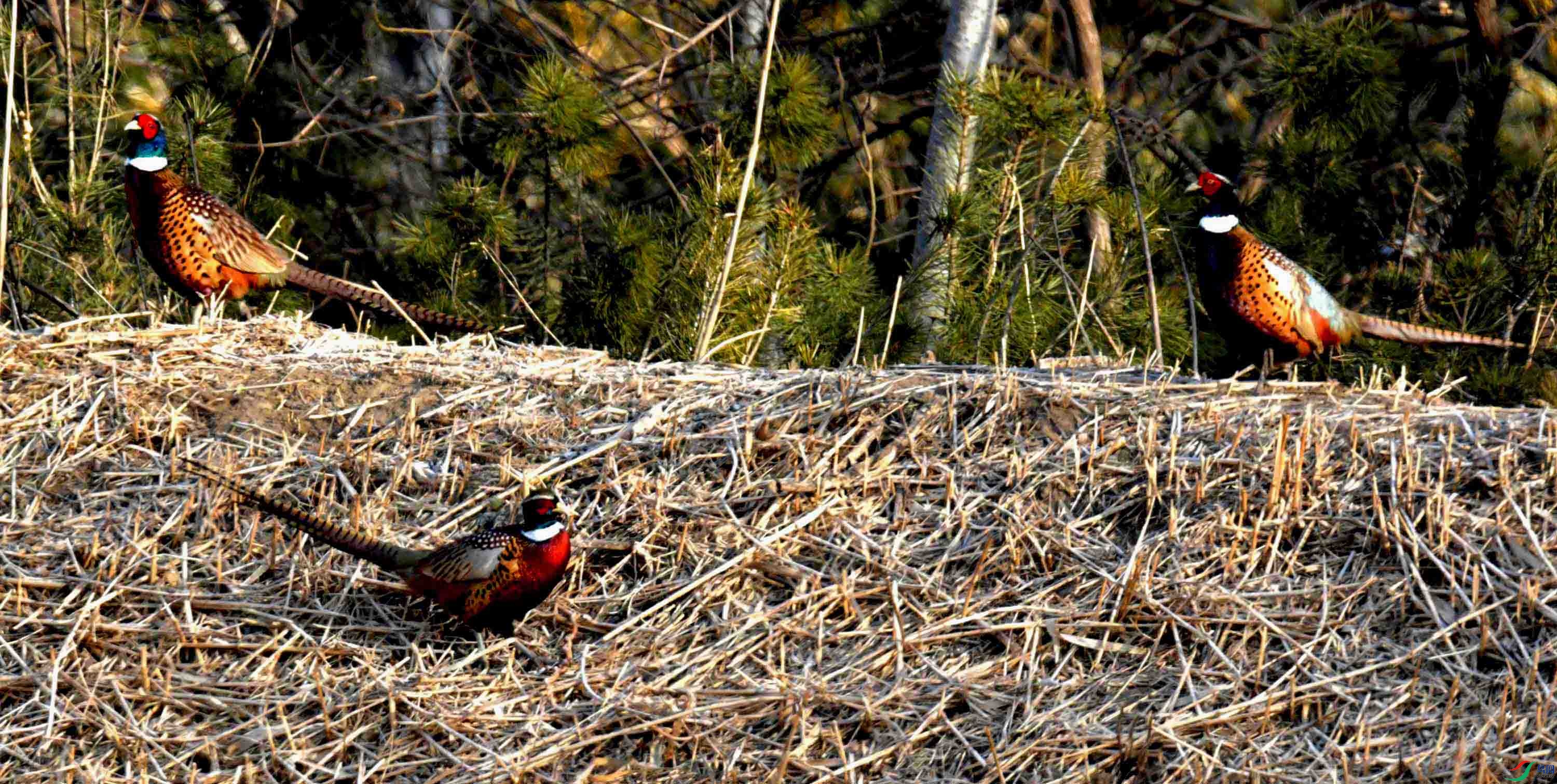DSC_0126.JPG