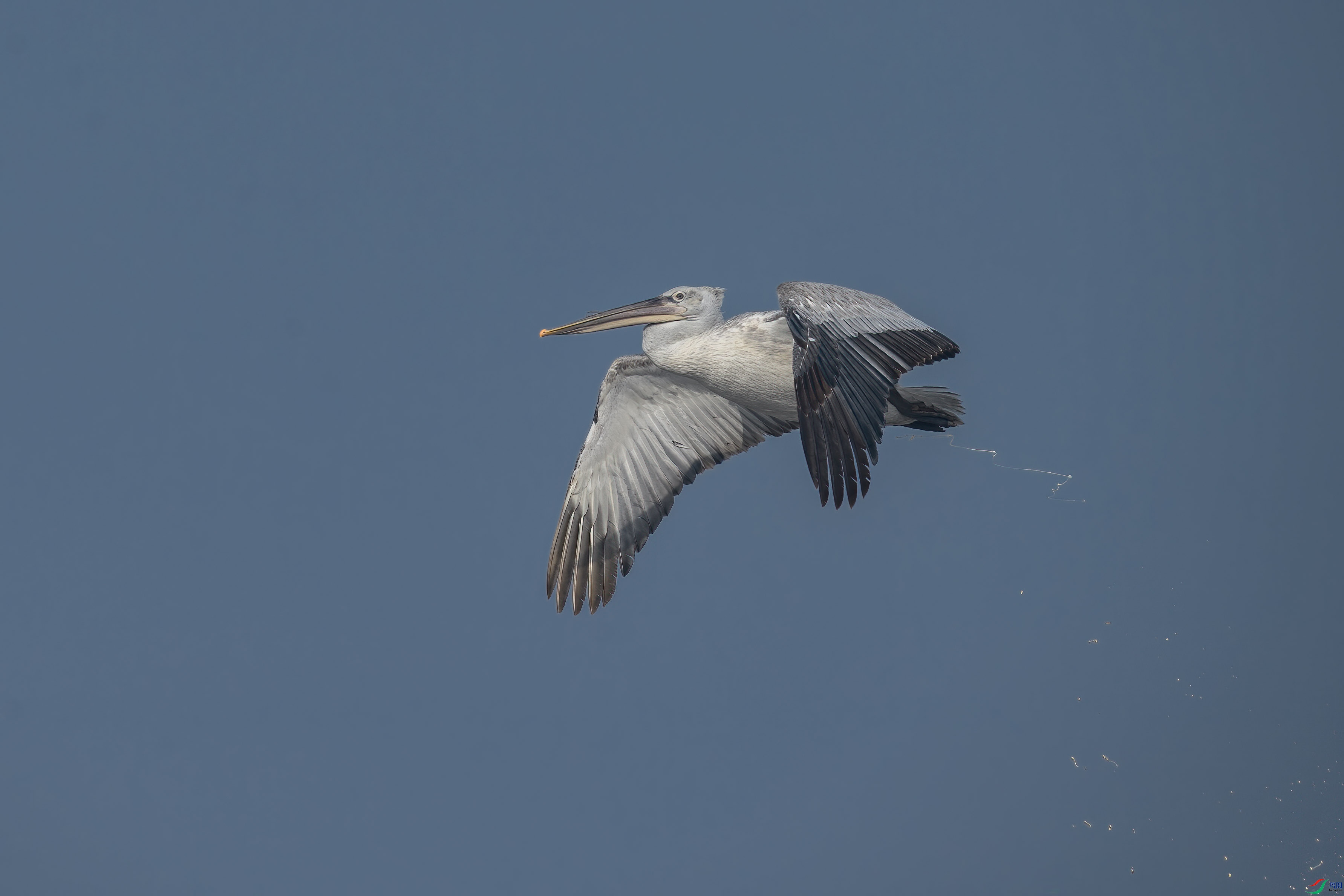 DSC_8211 ����.jpg