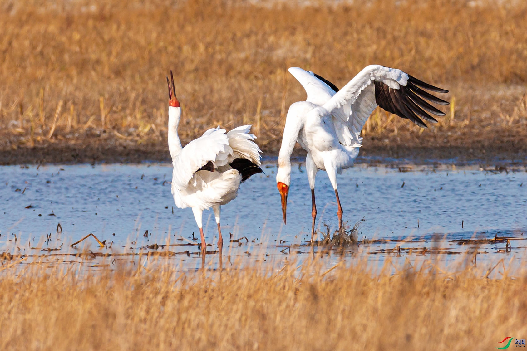 281V5836 ����.jpg